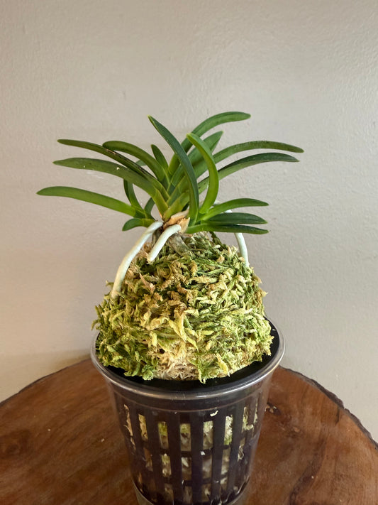 Neofinetia falcata Suminagashi 墨流