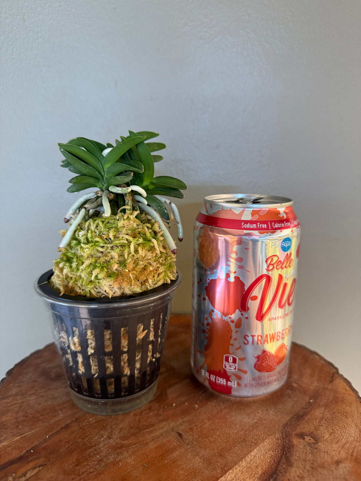 Neofinetia falcata Jangwon 壯元