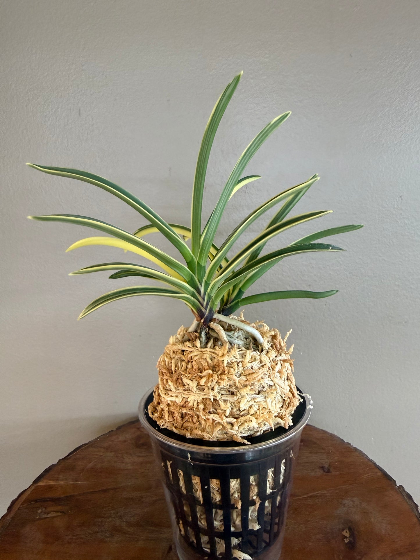 Neofinetia falcata Hongyeon 紅宴