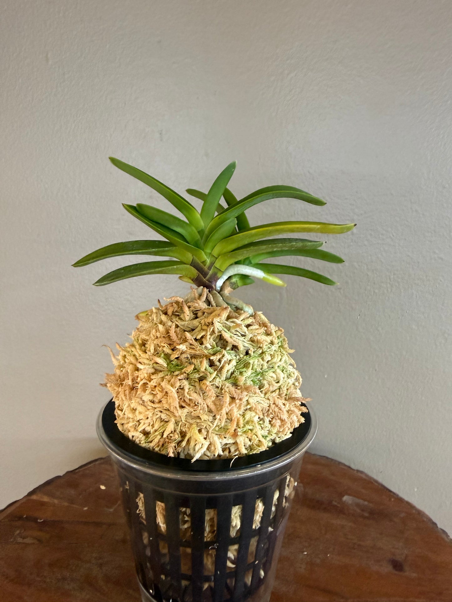 Neofinetia falcata Geumjeong 金頂