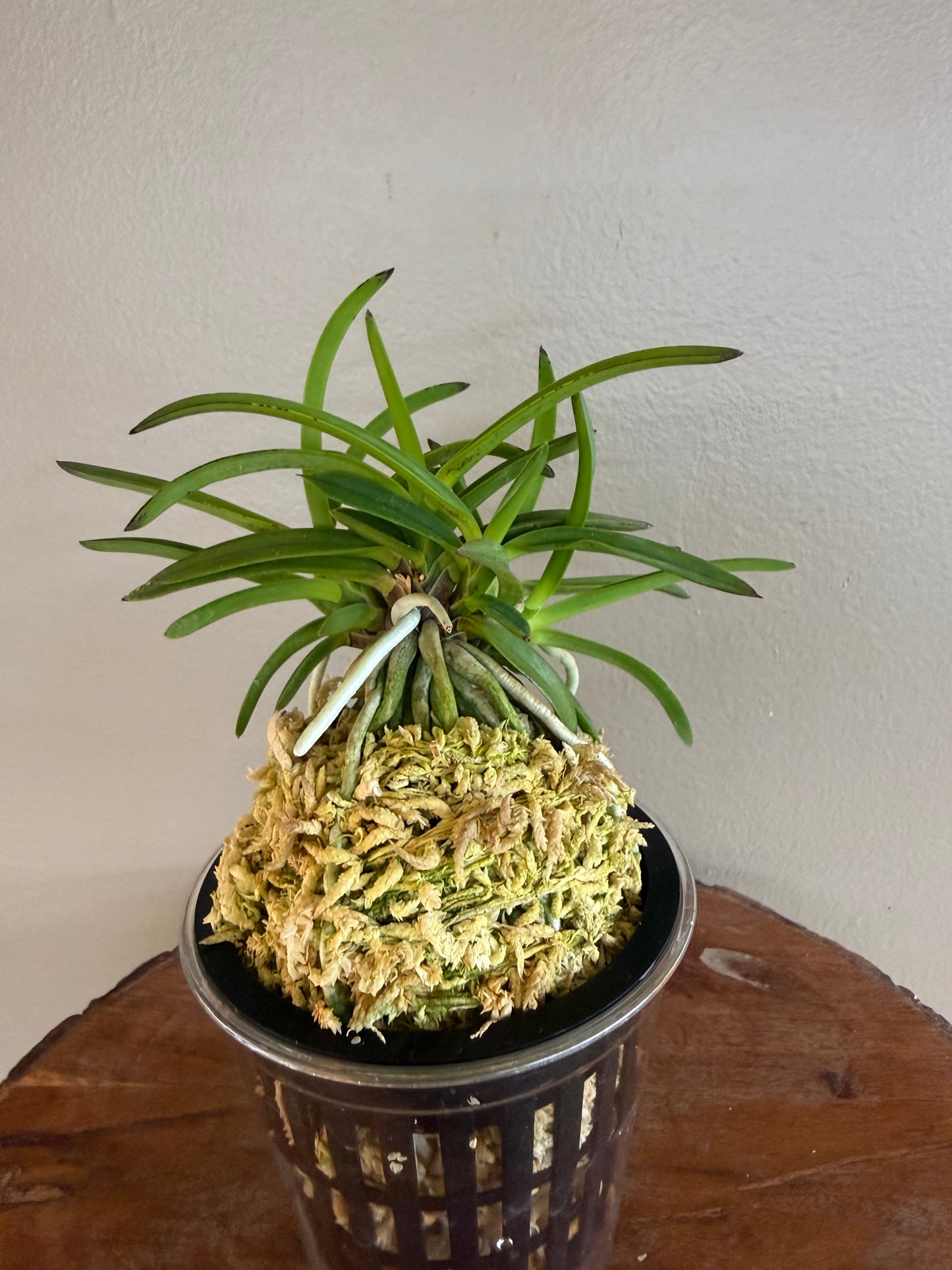 Neofinetia falcata Benitengu 紅天狗