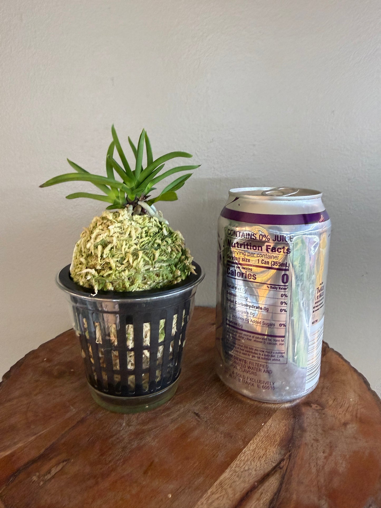 Neofinetia falcata Raizan 雷山