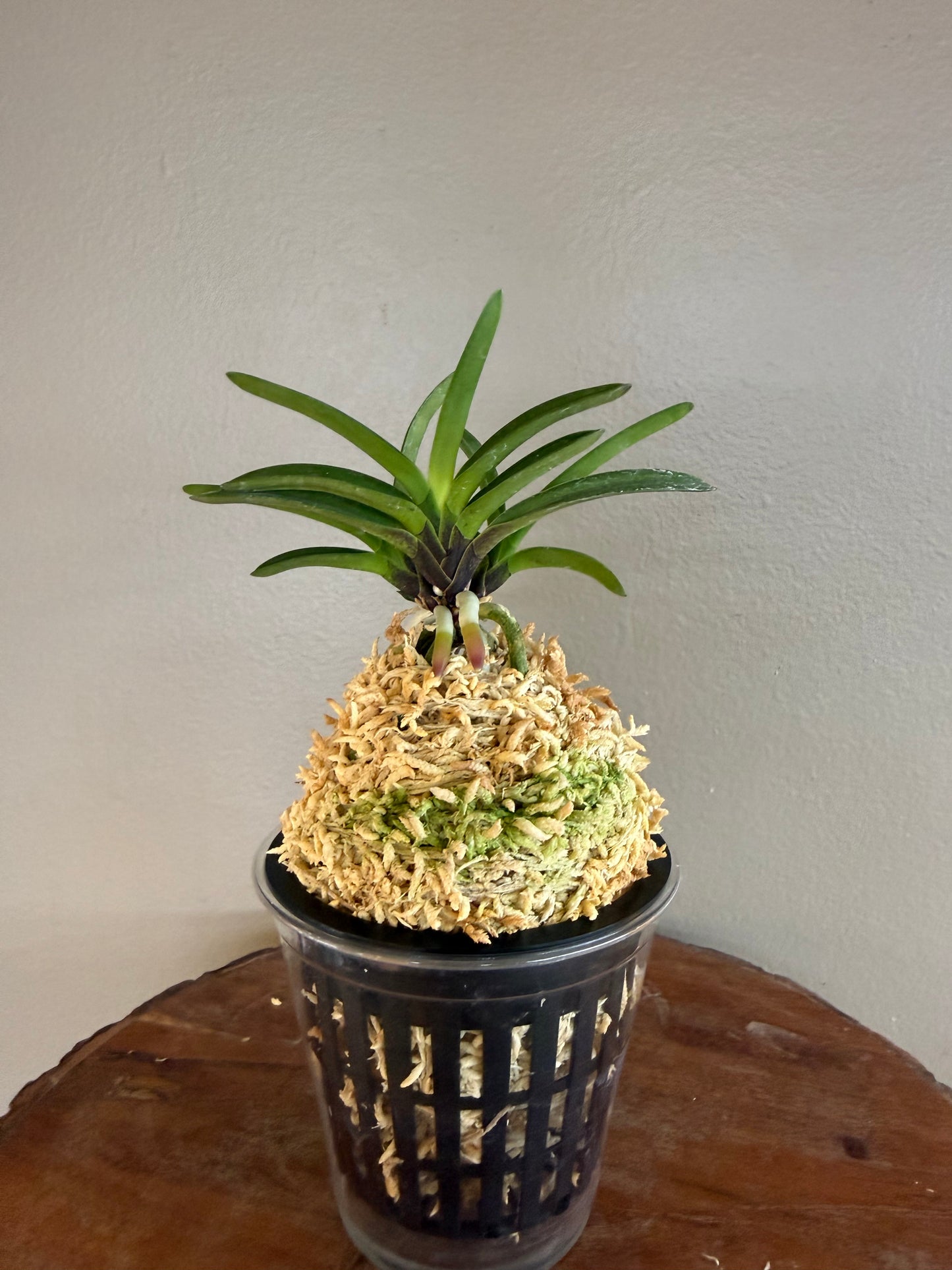Neofinetia falcata Yusui 幽翠