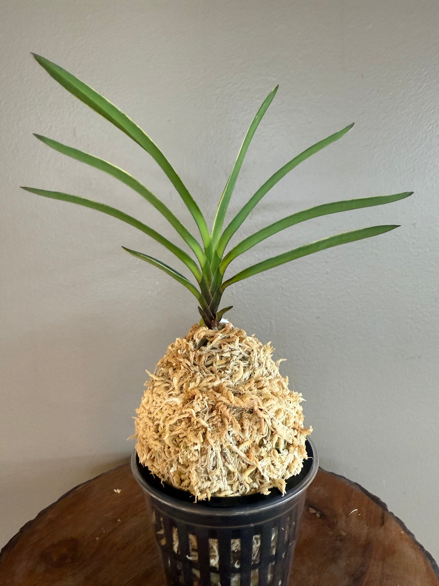 Neofinetia falcata Hokutosei 北斗星