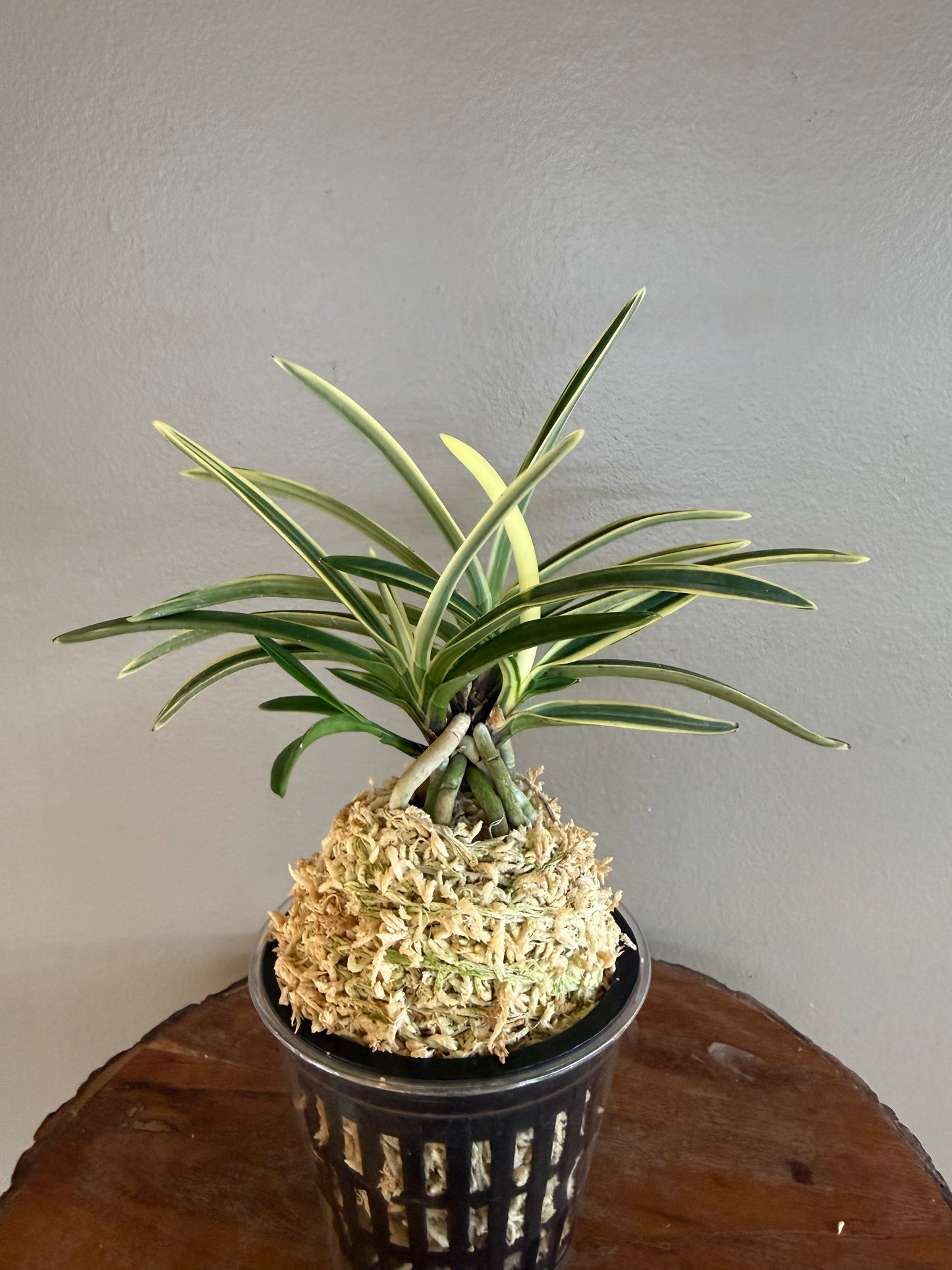 Neofinetia falcata Hakuo Fukurin 白皇覆輪