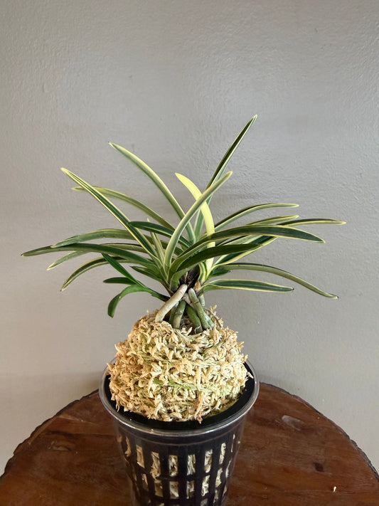 Neofinetia falcata Hakuo Fukurin 白皇覆輪