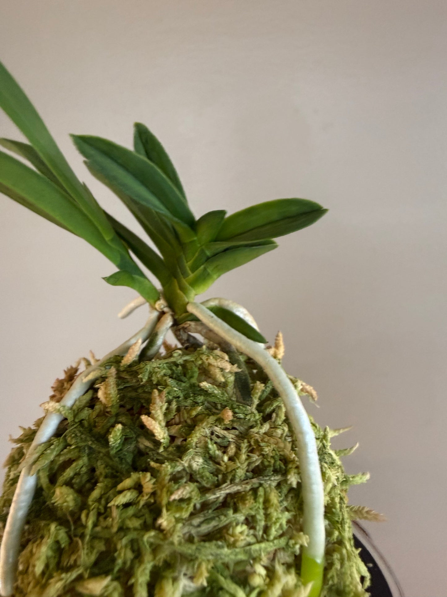 Neofinetia falcata Kajakumaru 孔雀丸