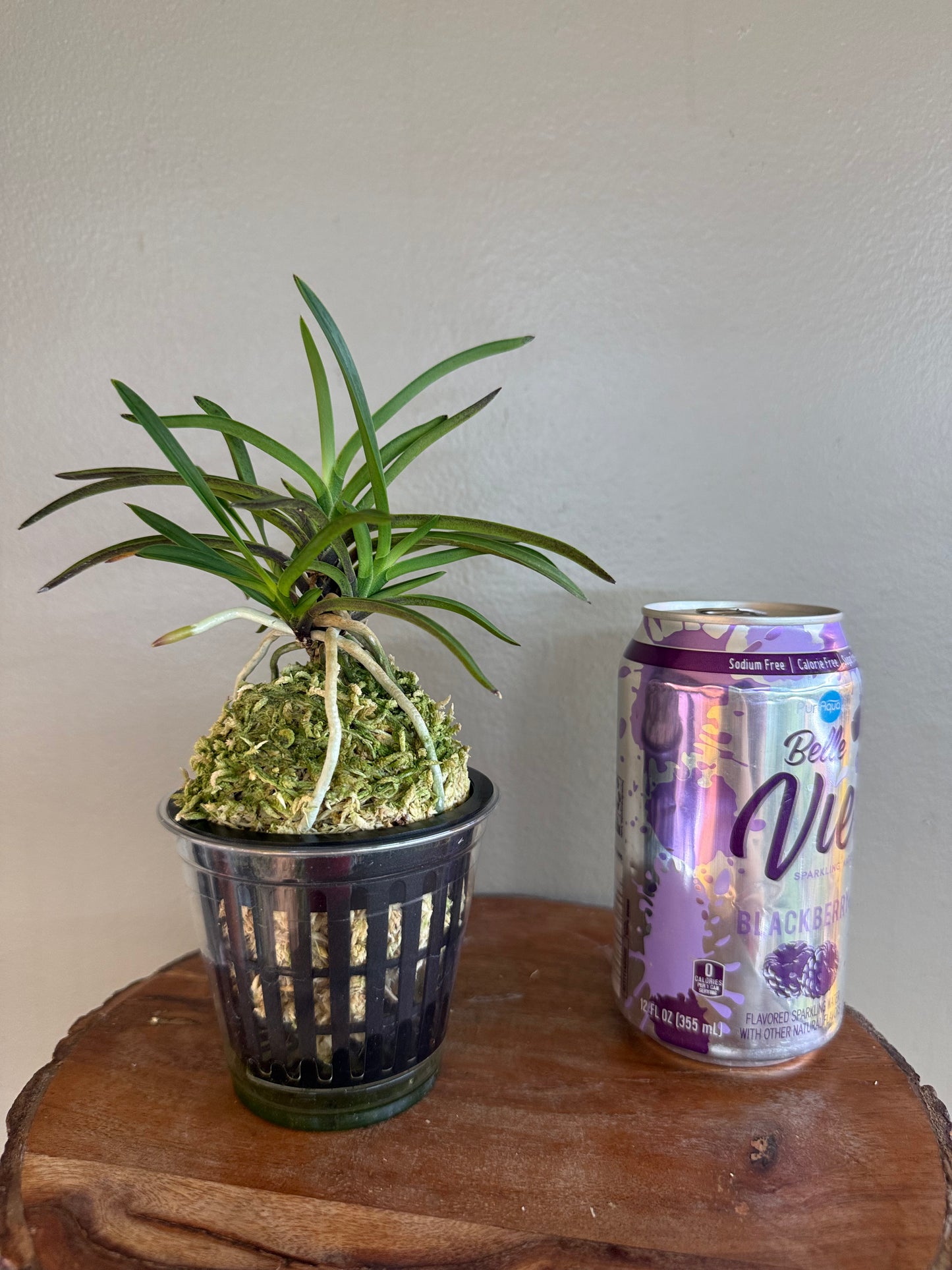 Neofinetia falcata Manjushage 曼珠沙華