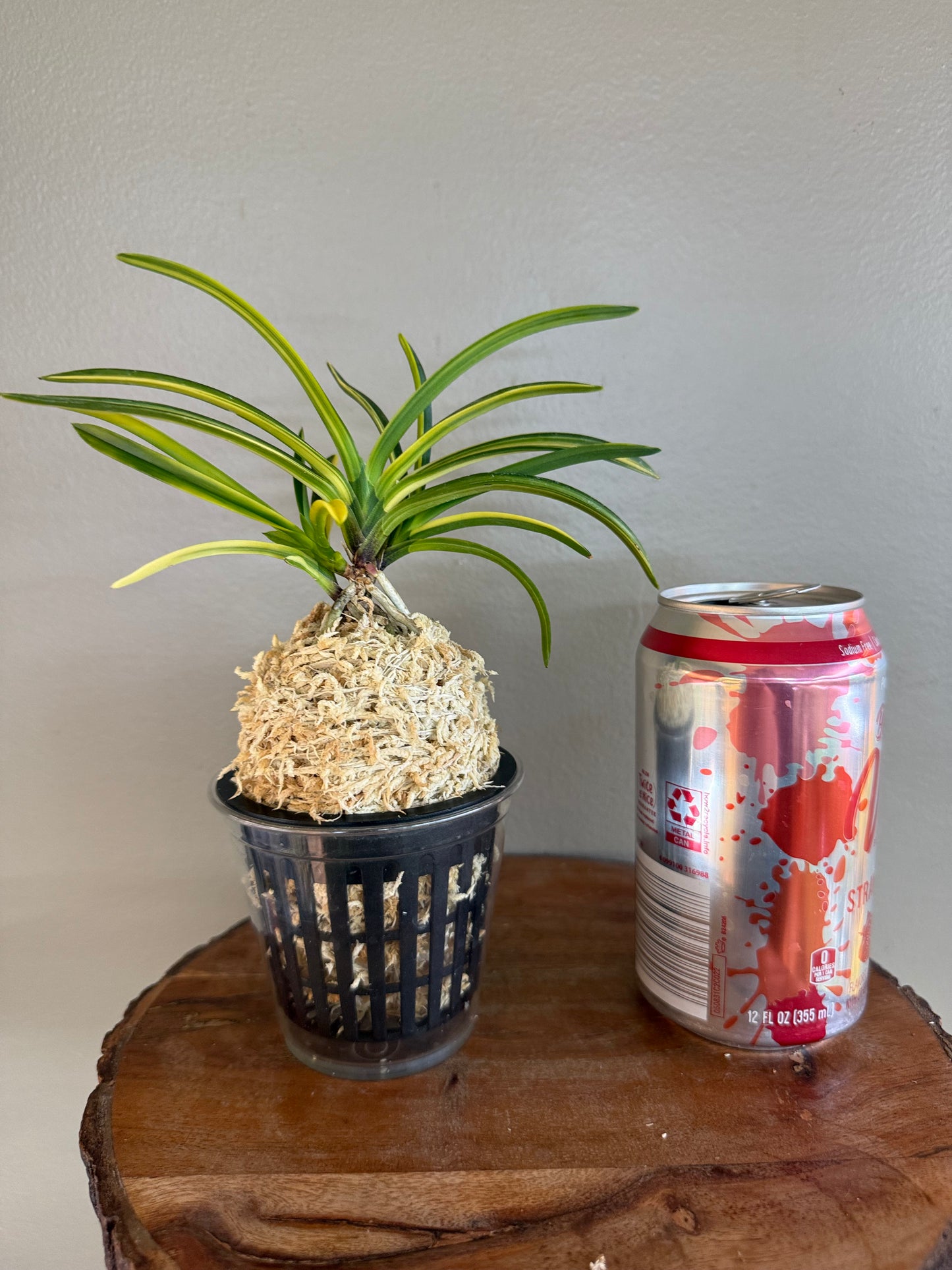 Neofinetia falcata Kokuhoden 国宝殿