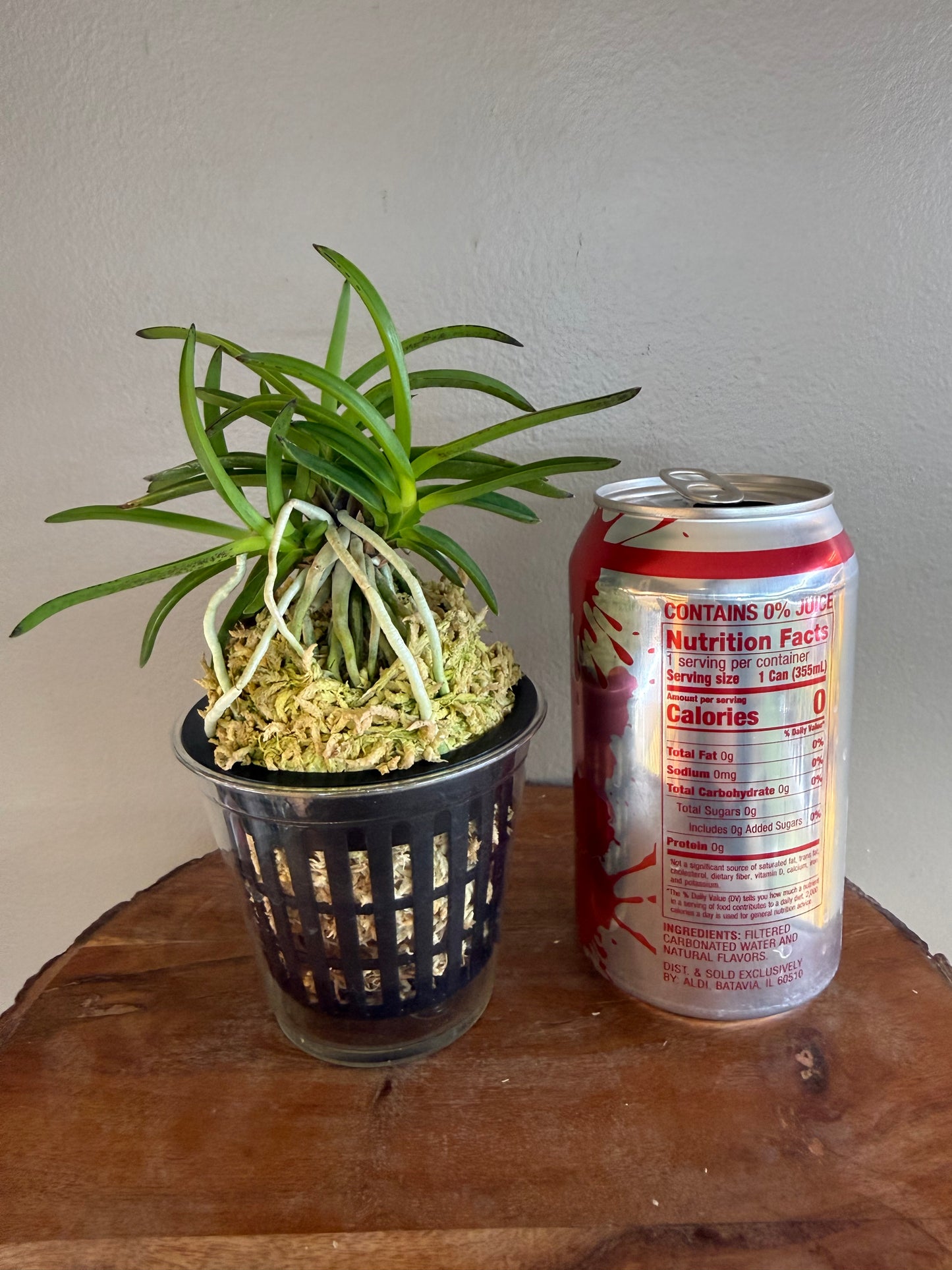 Neofinetia falcata Benitengu 紅天狗
