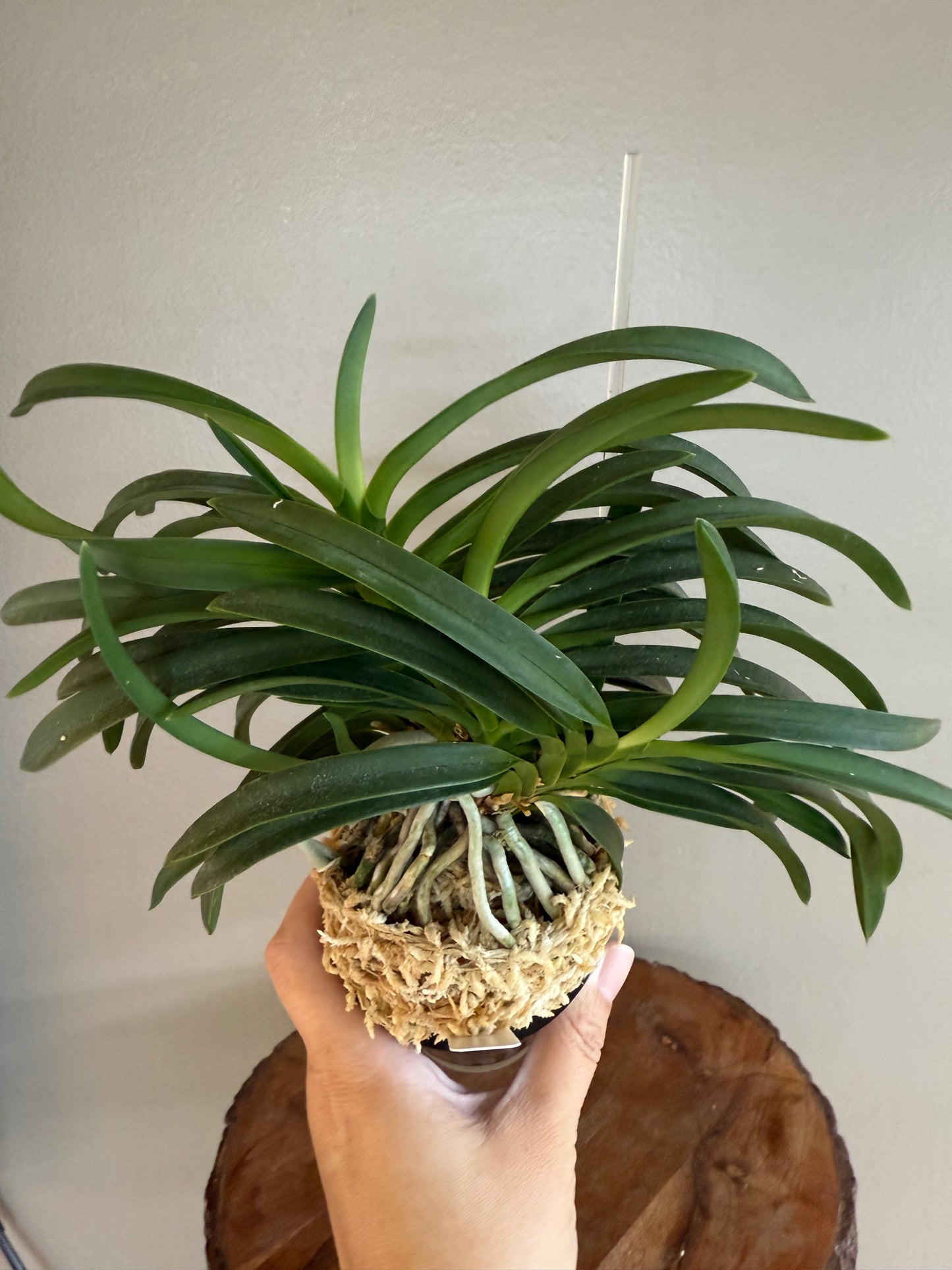 Neofinetia falcata Honggang 紅綱