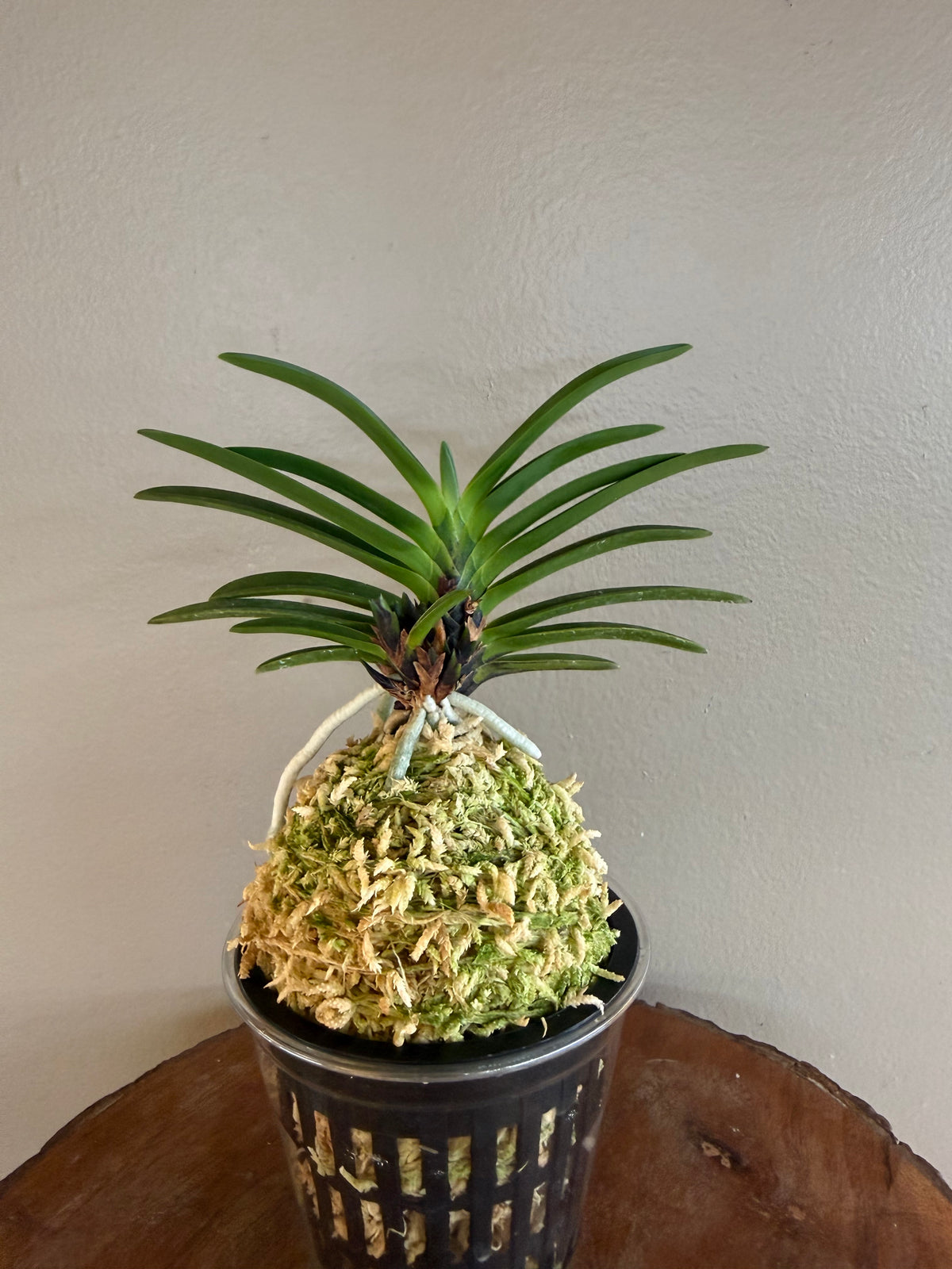 Neofinetia falcata Akausagi 赤兎