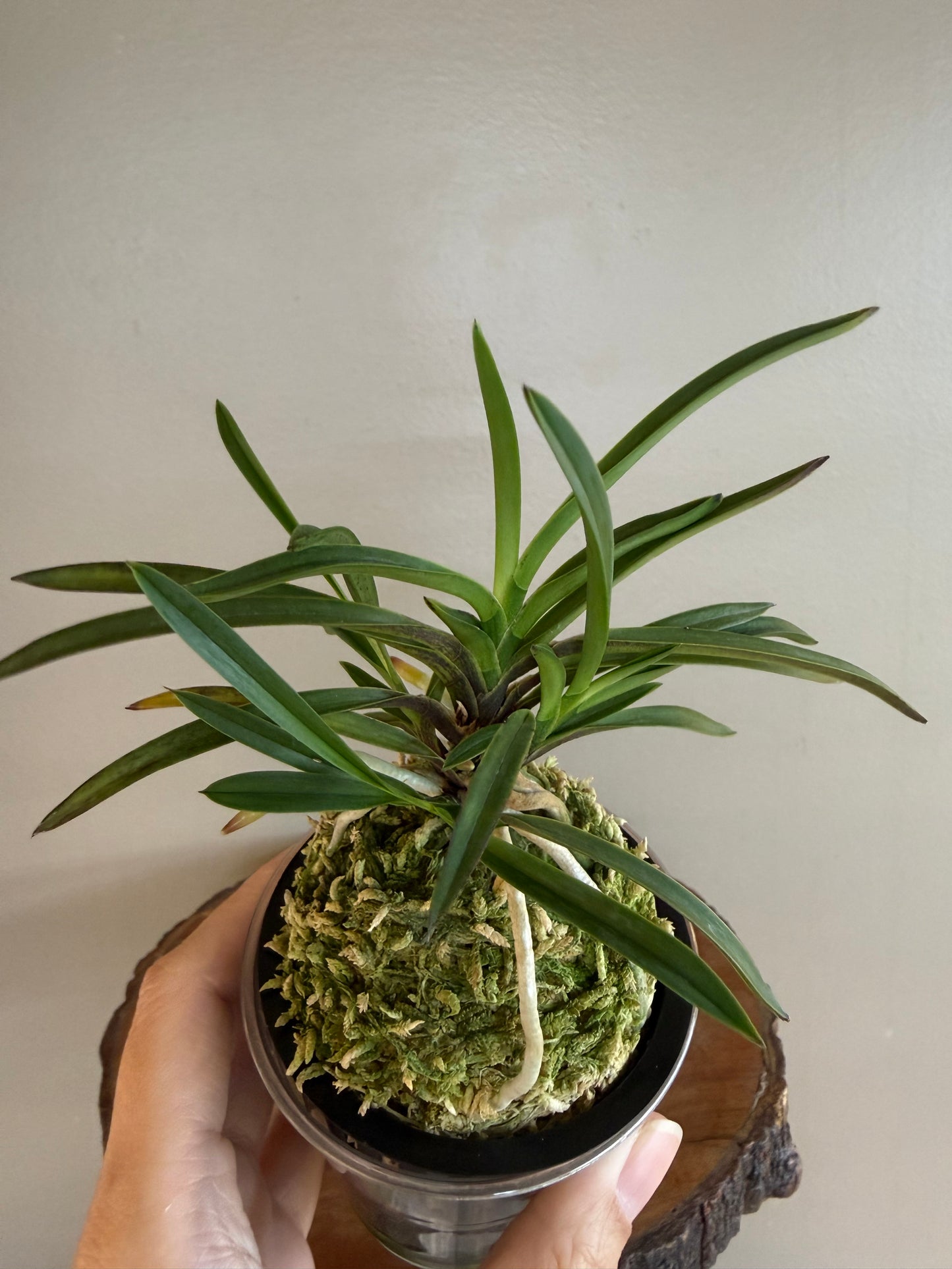 Neofinetia falcata Manjushage 曼珠沙華
