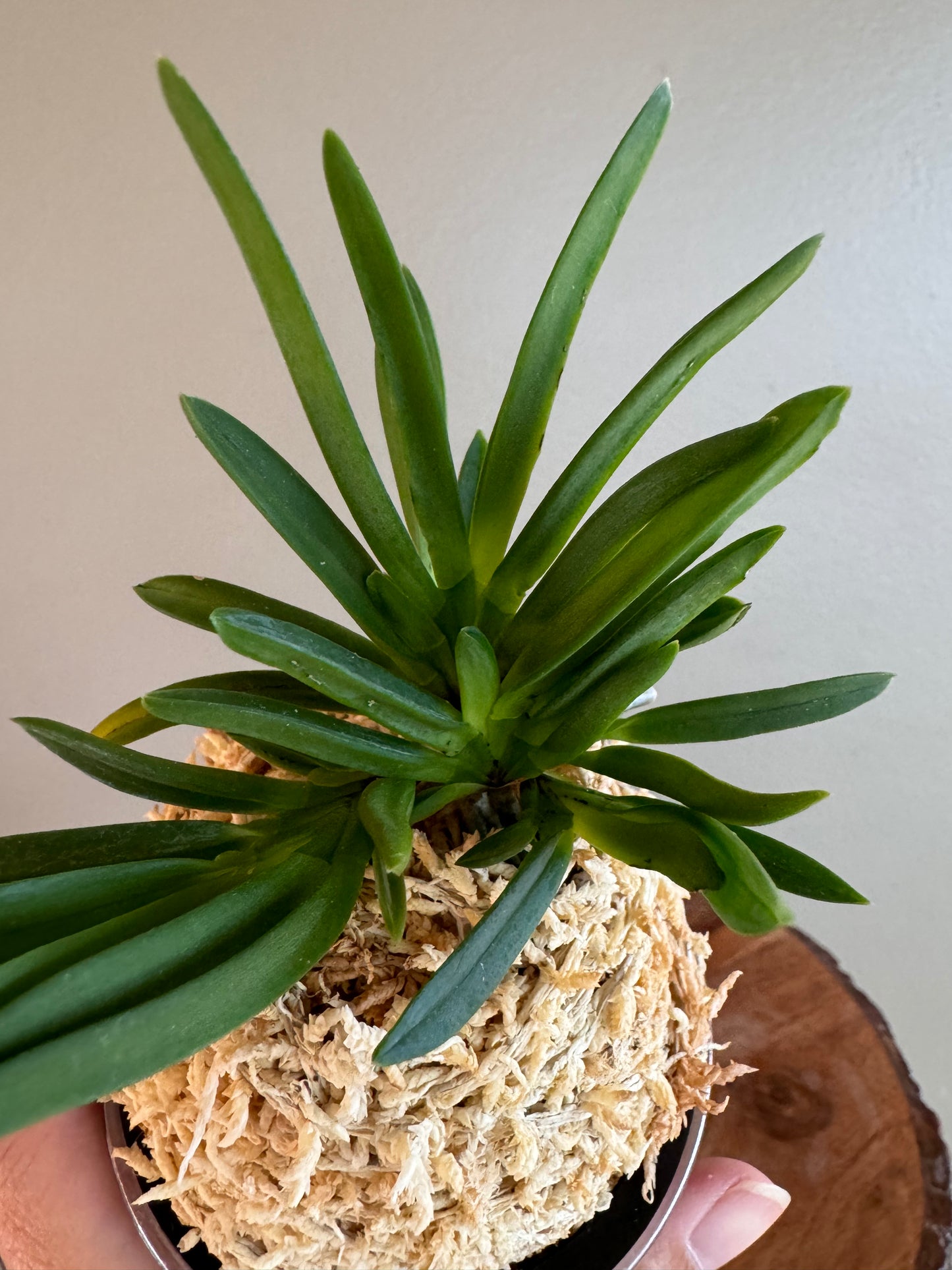 Neofinetia falcata Shitakiri-Syzume 舌奇離雀