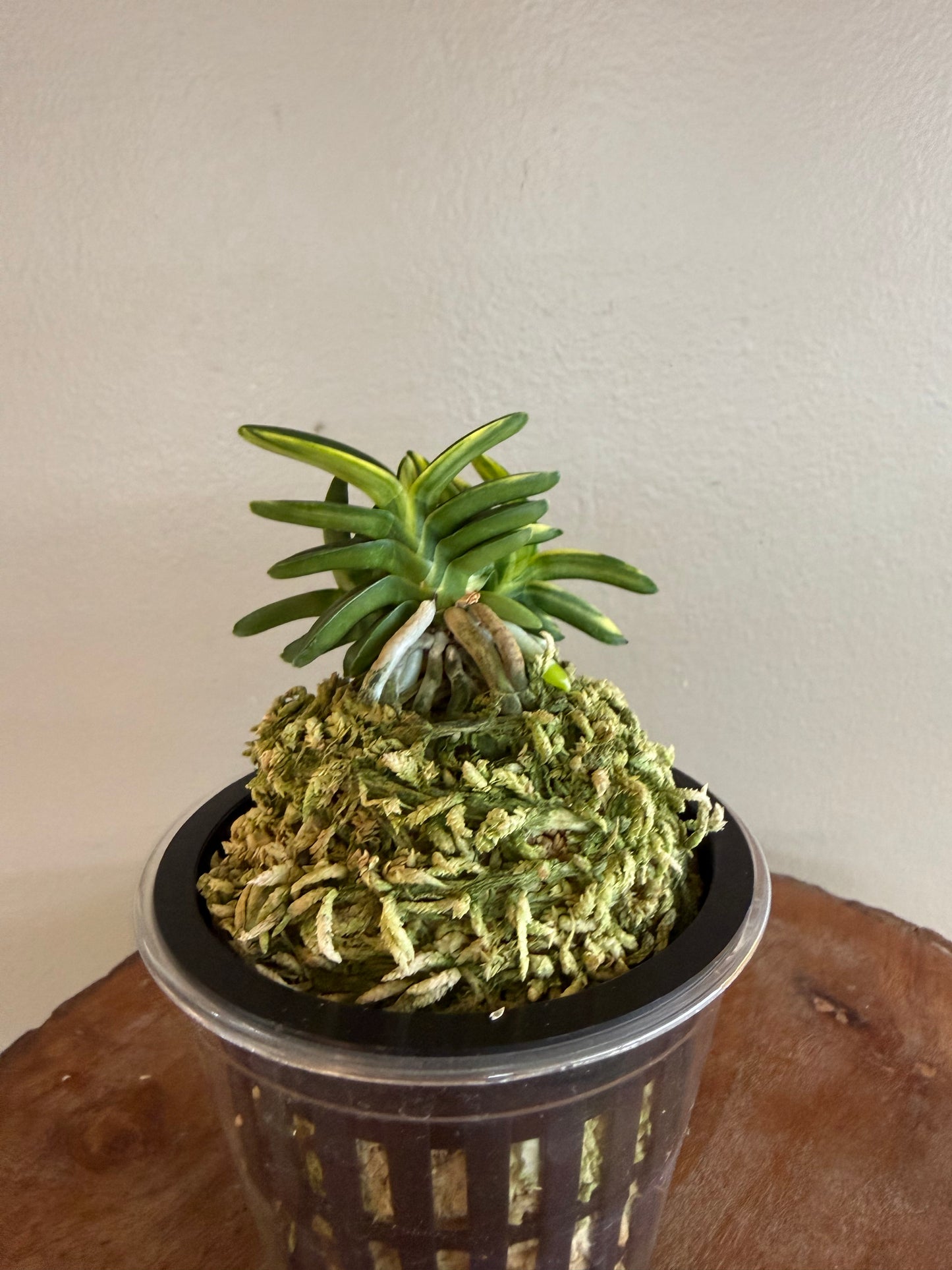 Neofinetia falcata Chwiwolho 翠月湖