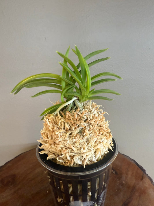 Neofinetia falcata Kinyuko 金幽晃