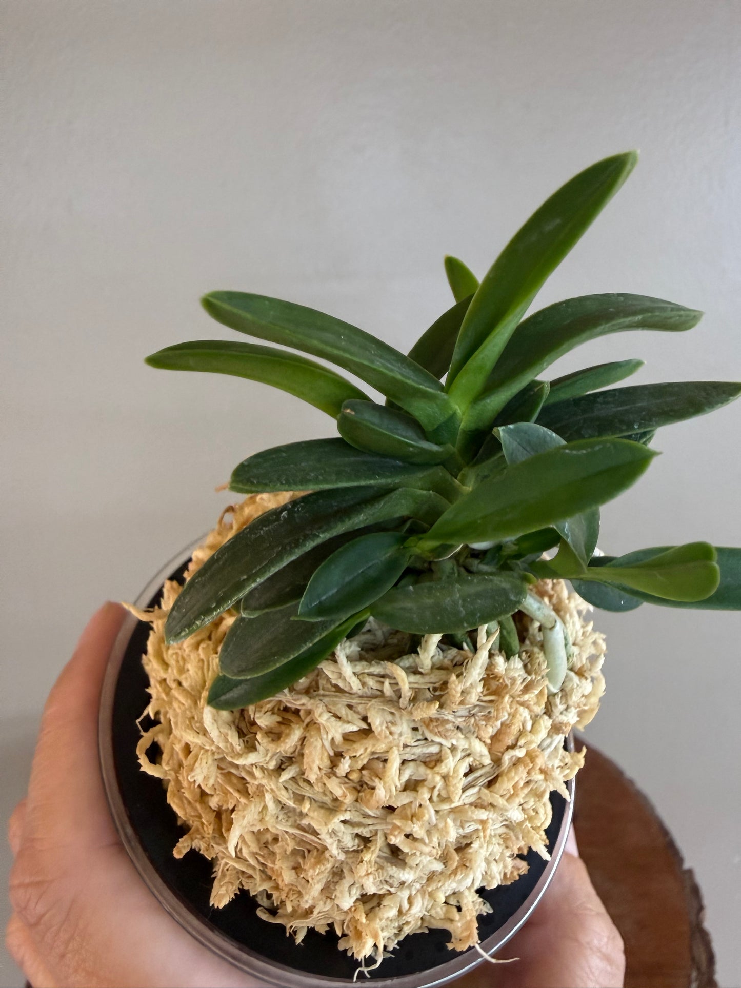 Neofinetia falcata Kabutomaru兜丸