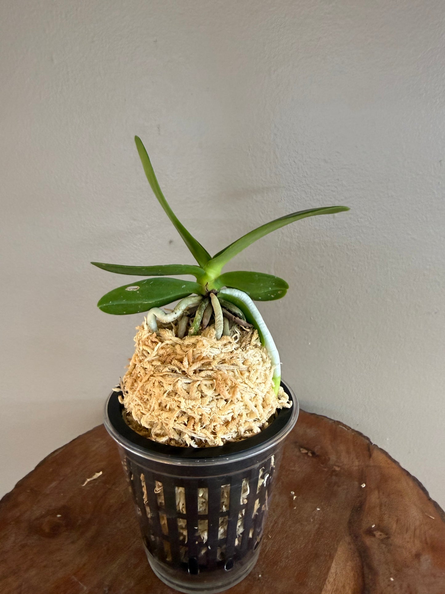 Sedirea japonica NAGORAN 名護蘭