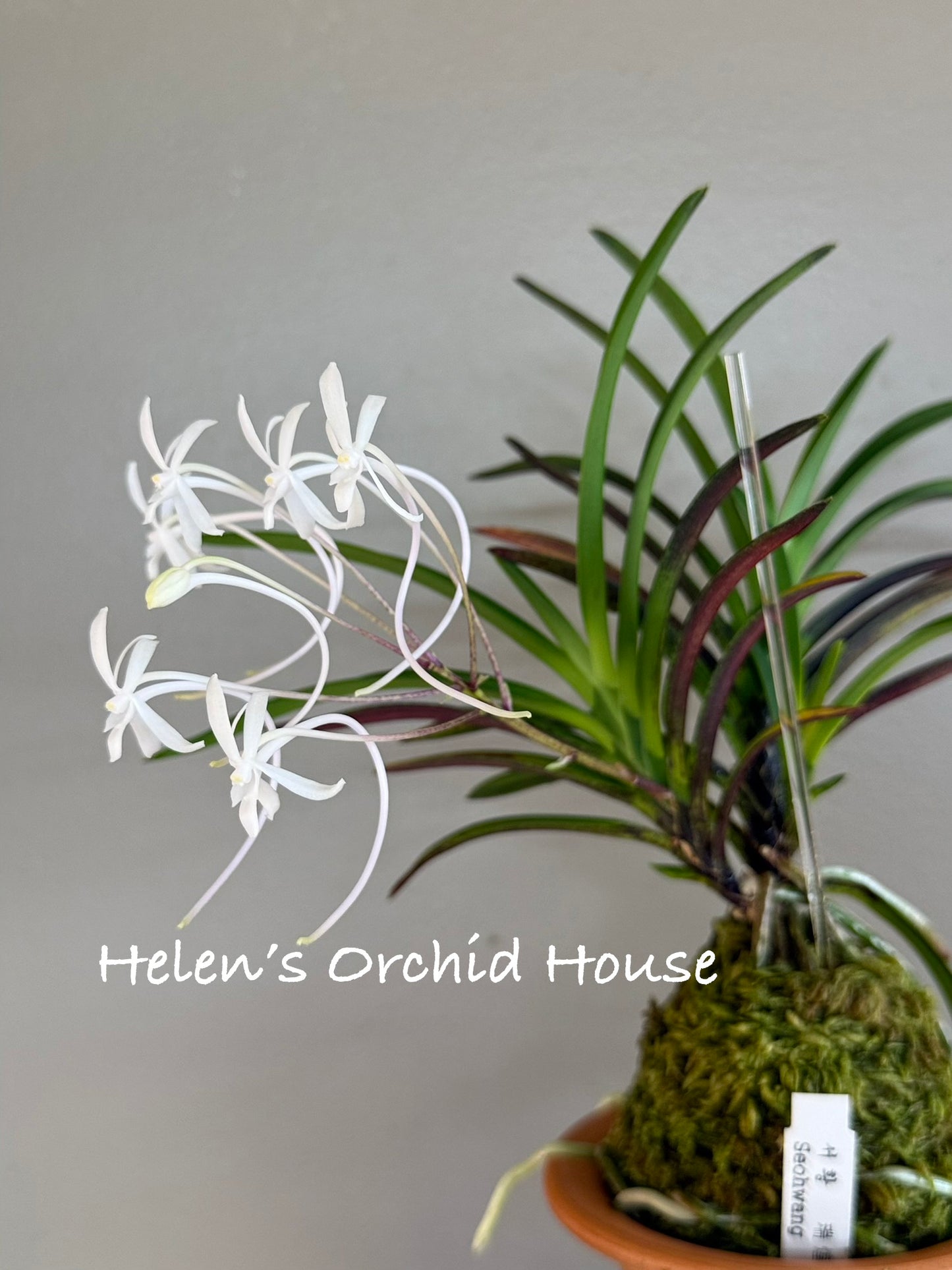 Neofinetia falcata Seohwang 瑞煌