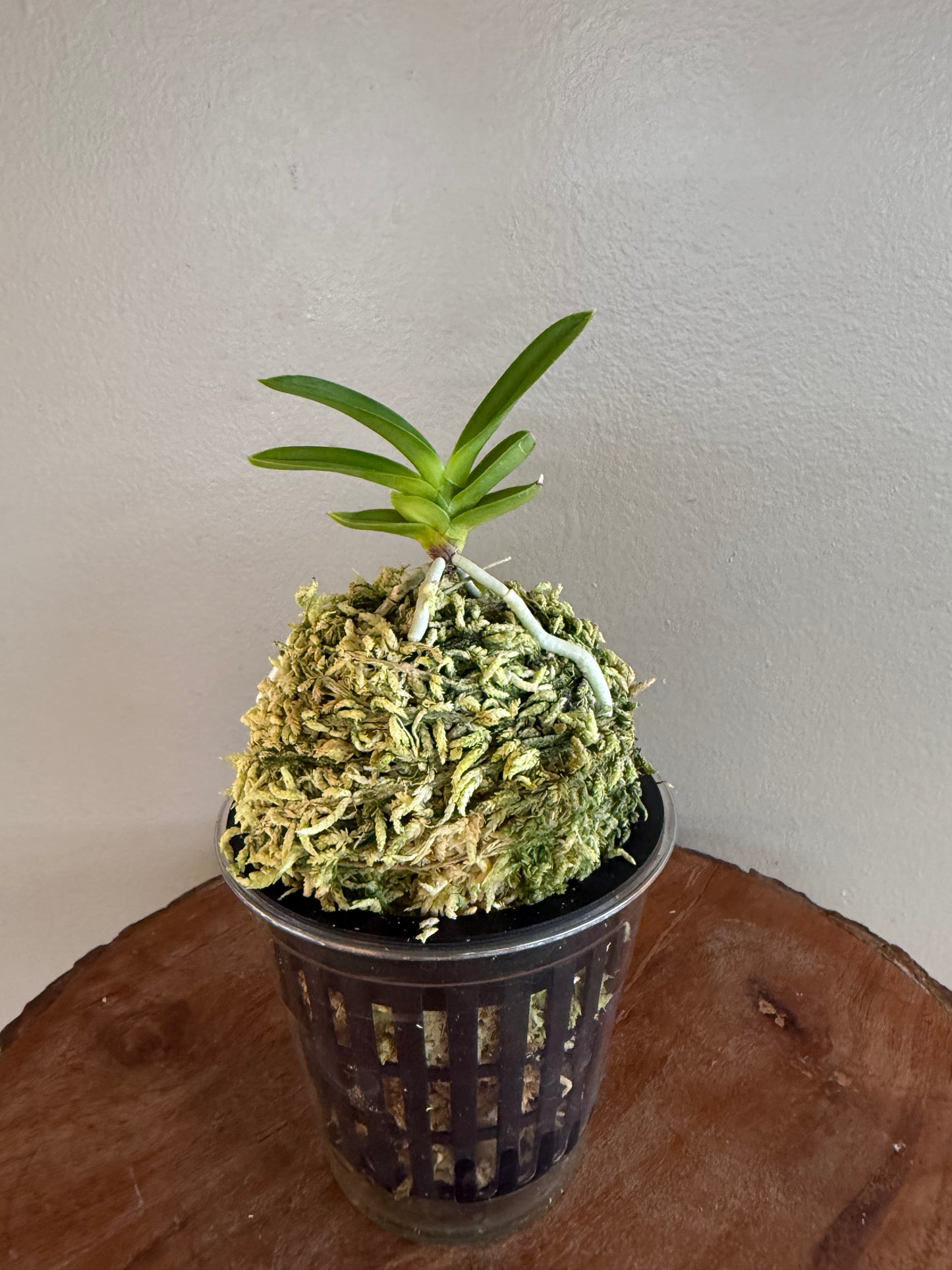 Neofinetia falcata Geumjeong 金頂