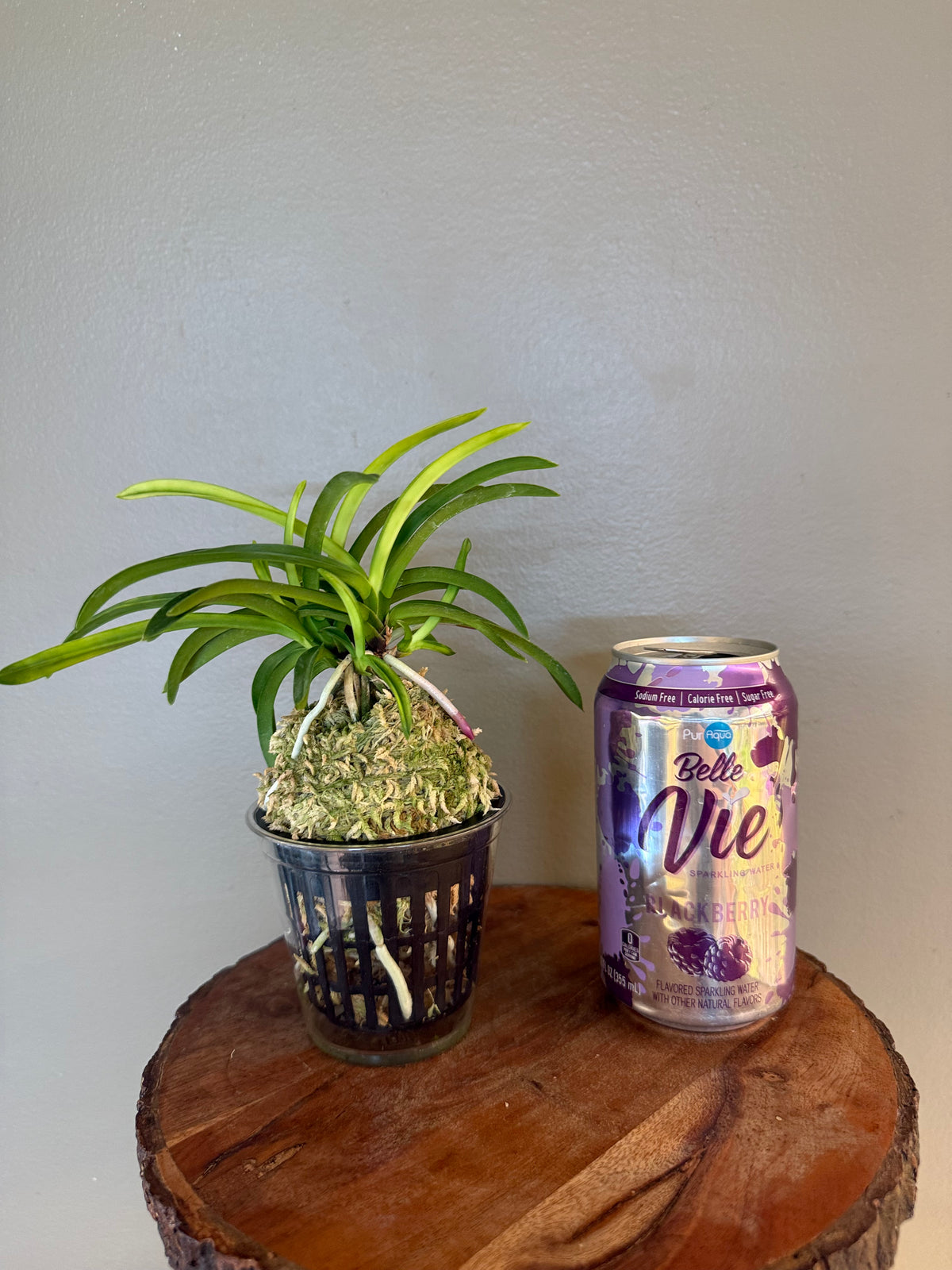Neofinetia falcata Ooawaumi 大淡海(Ruby root)
