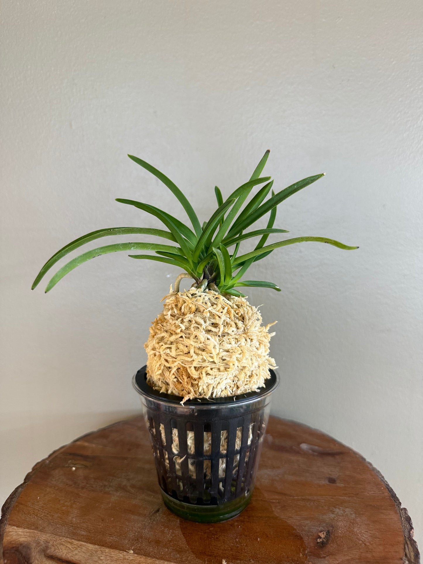 Neofinetia falcata Benigkaede 紅楓