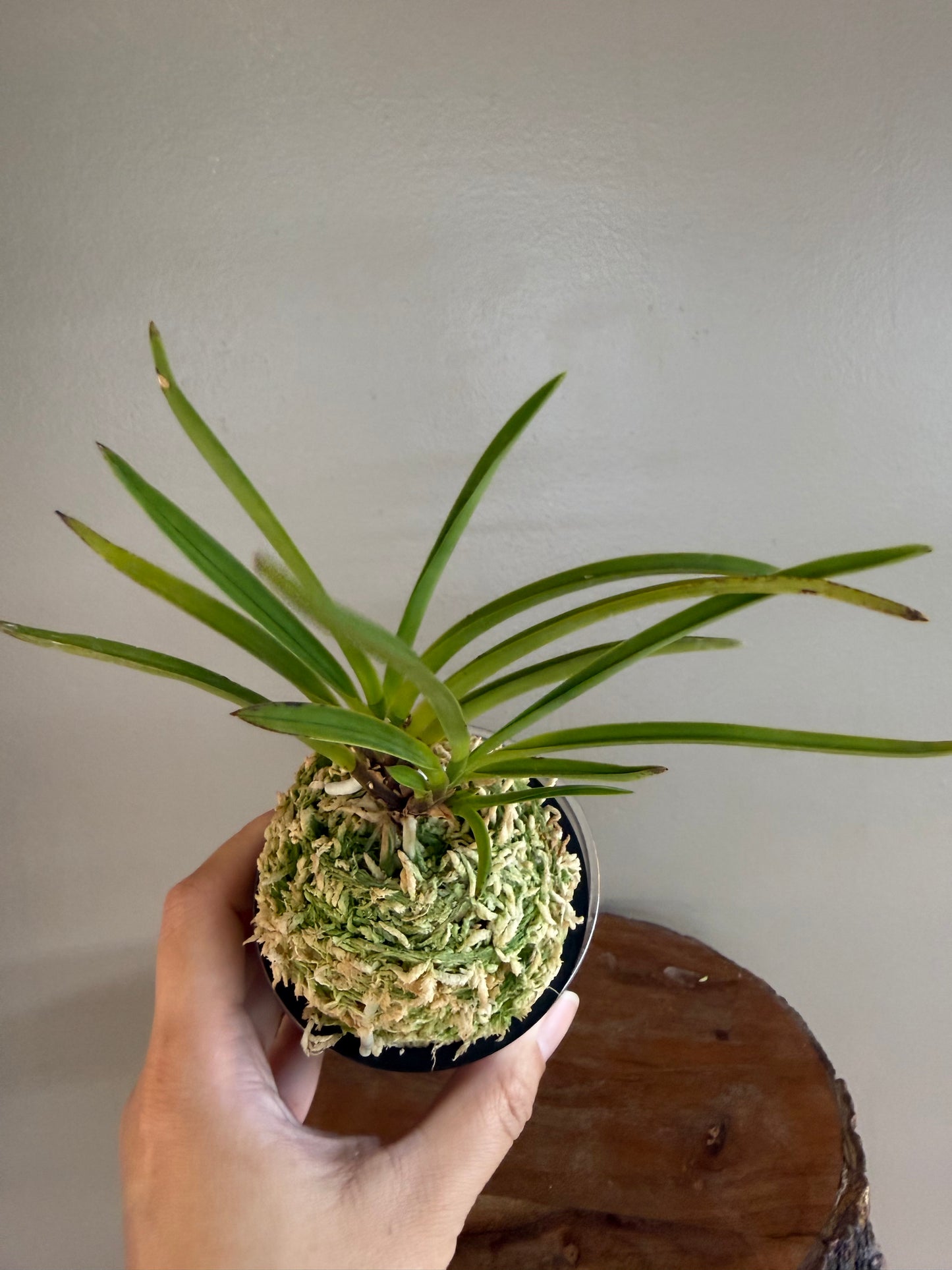 Neofinetia falcata Shunkyuden 春及殿