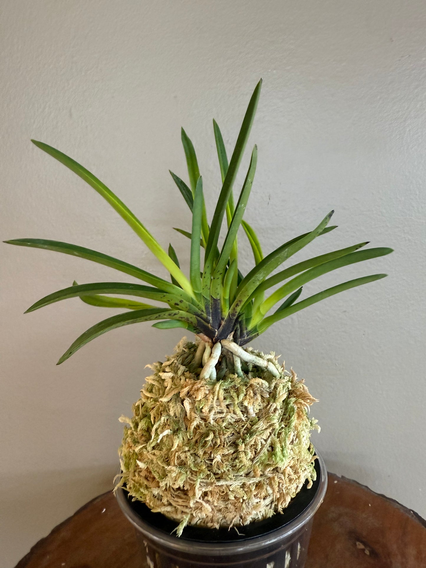 Neofinetia falcata Kinkazan 金華山