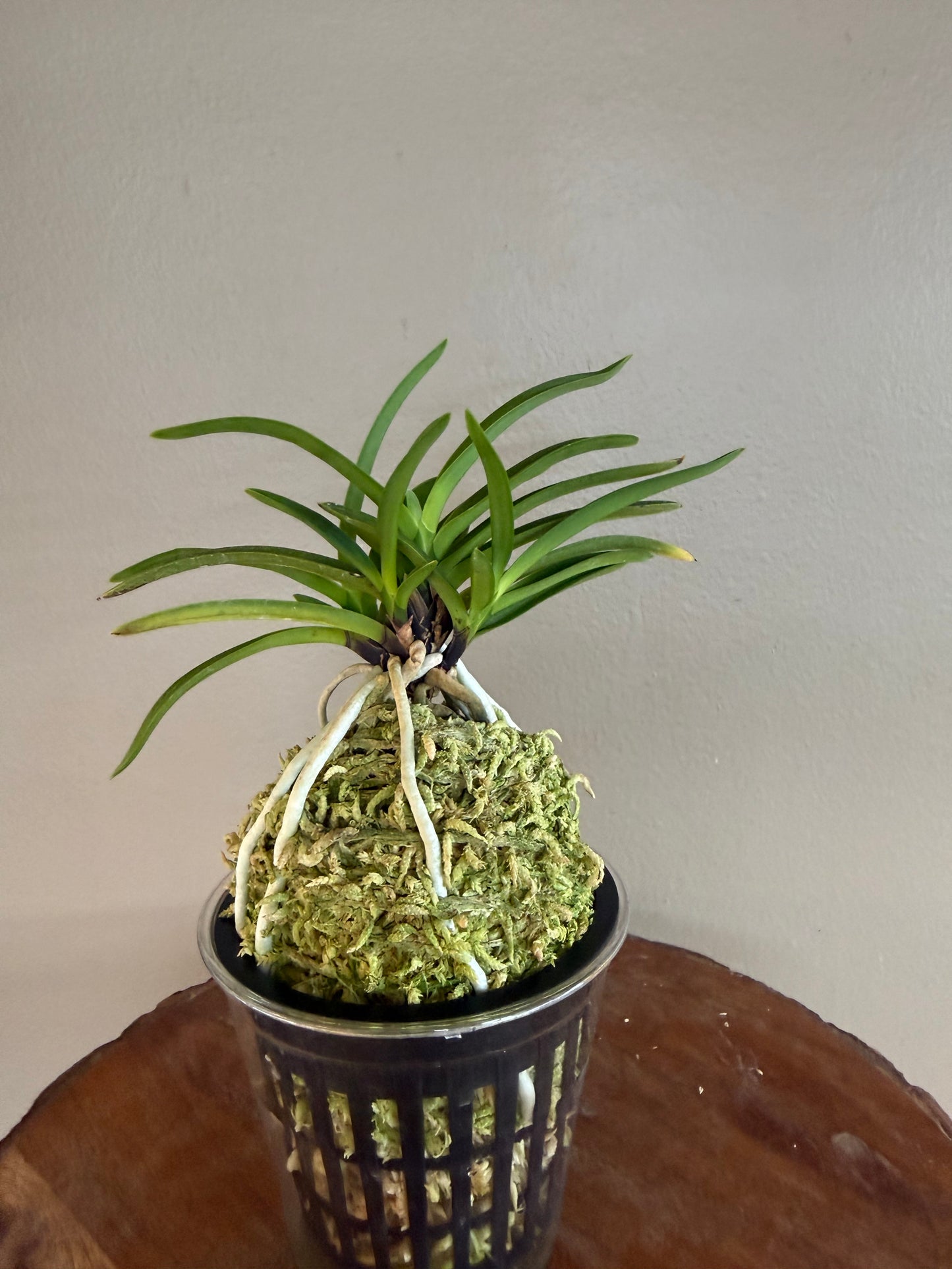Neofinetia falcata Shutenno 朱天王