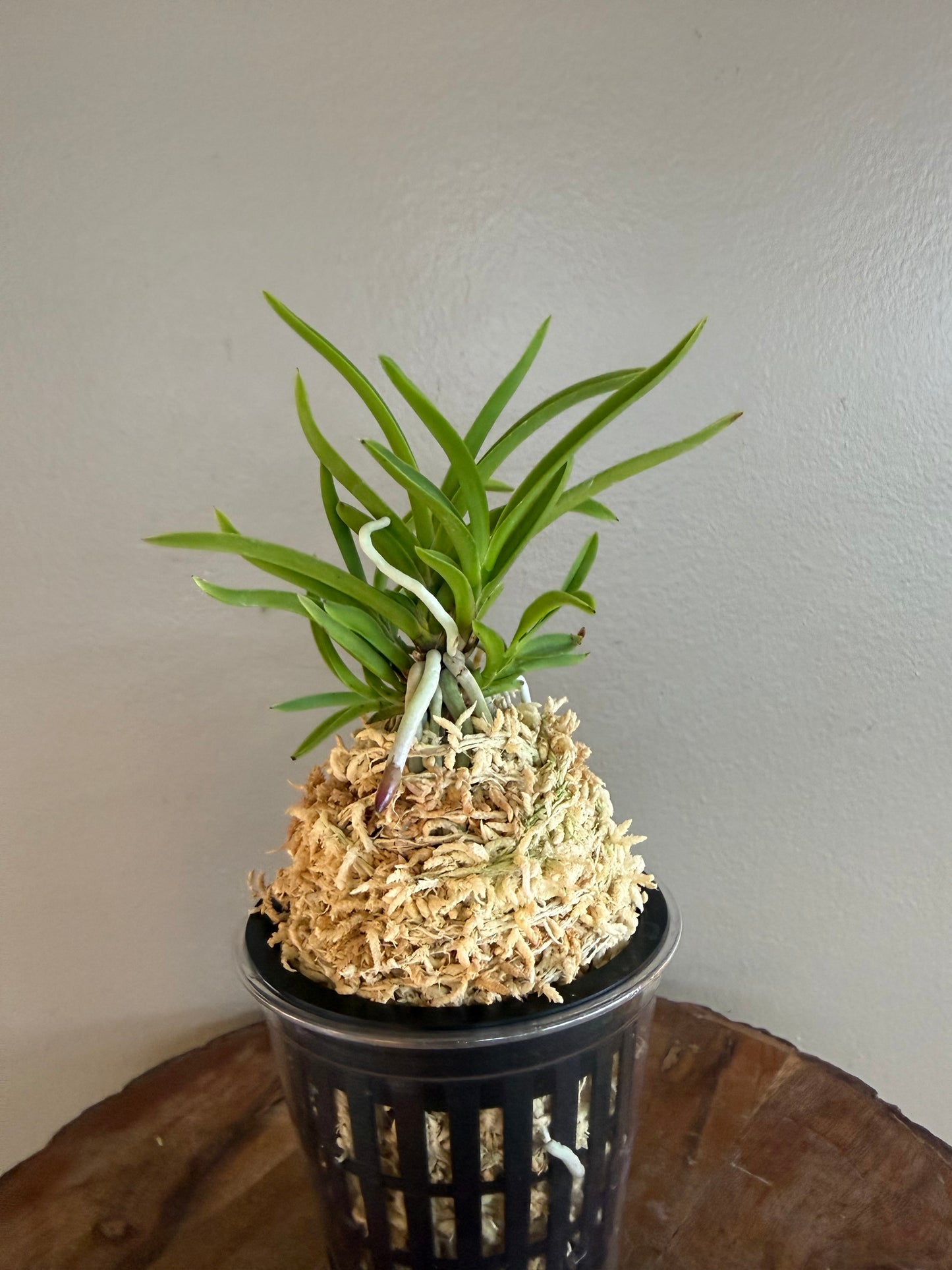 Neofinetia falcata Manjushage 曼珠沙華