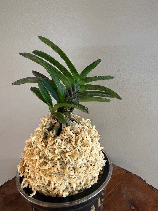 Neofinetia falcata Kokukaku 黑岳