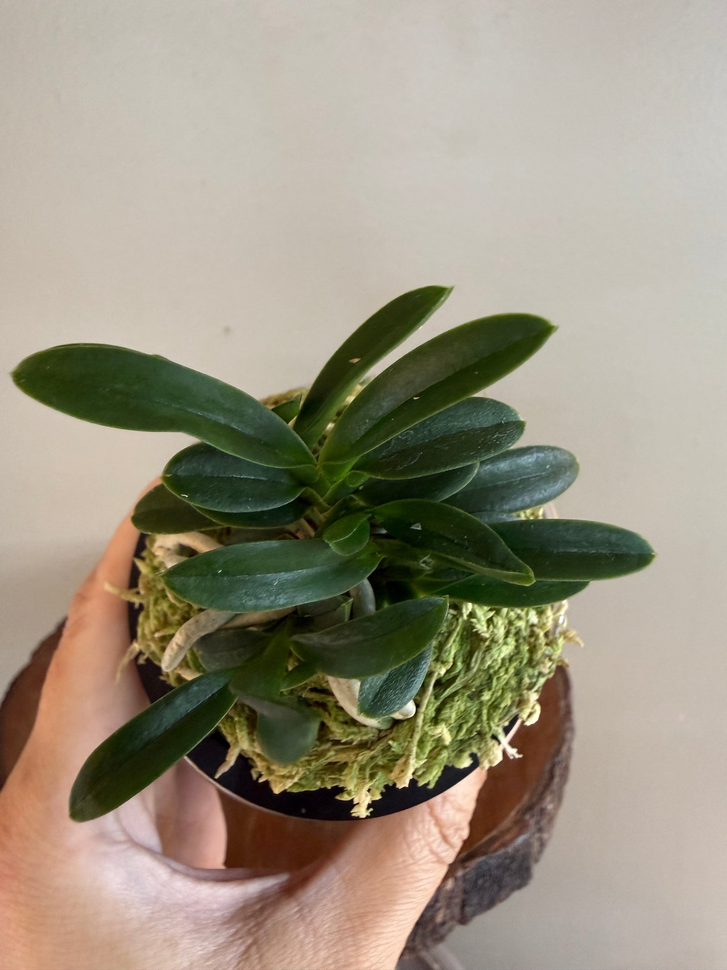 Neofinetia falcata Odong 烏童(Eboshimaru Short Leaves ）
