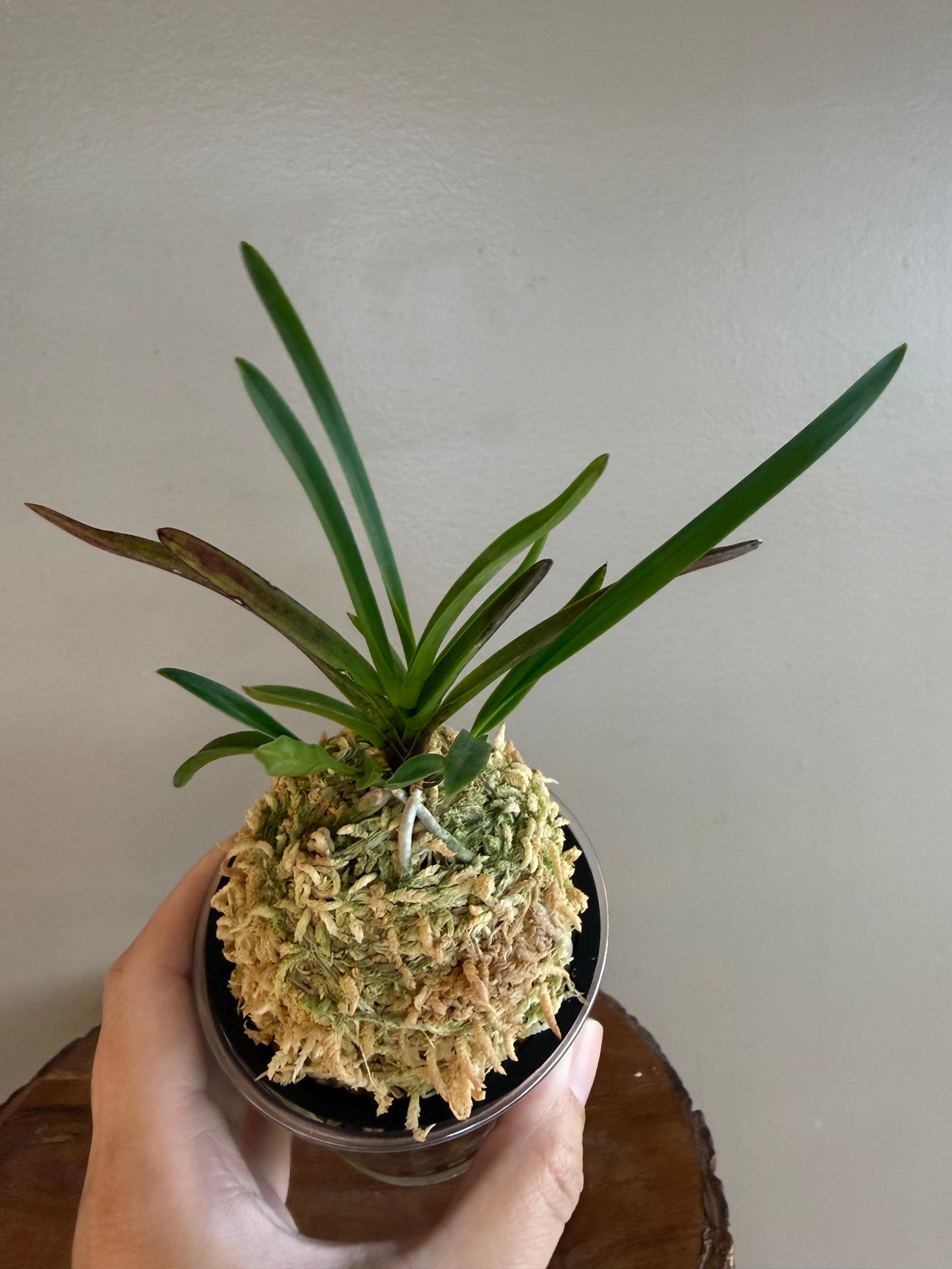 Neofinetia falcata 夕映 Yubae