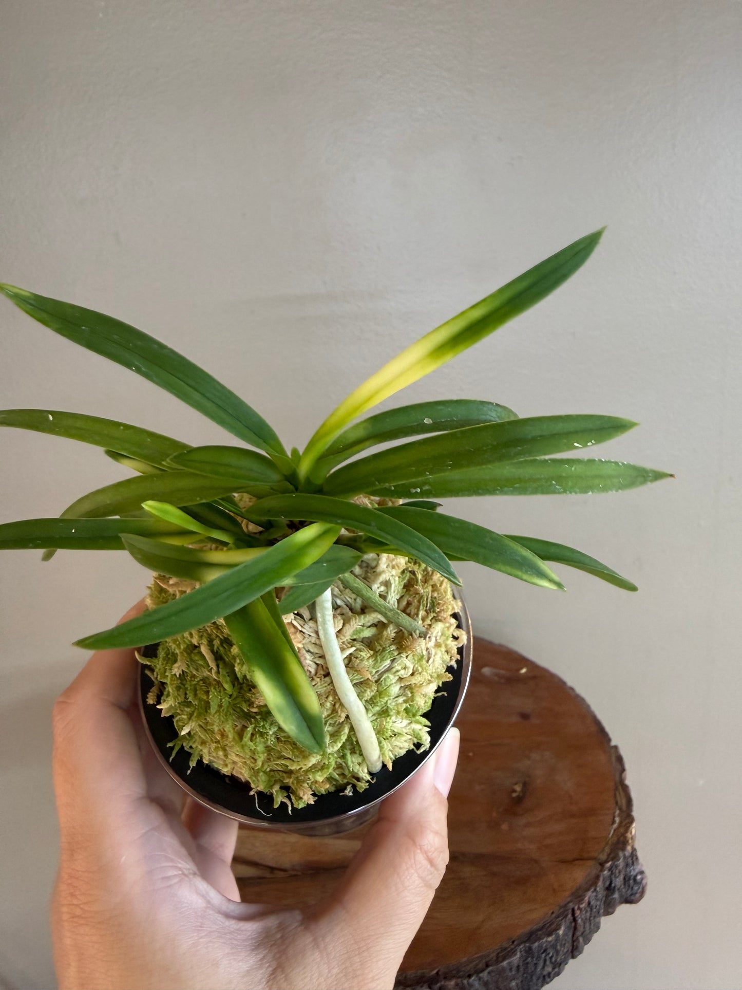 Neofinetia falcata Setsuza 雪山