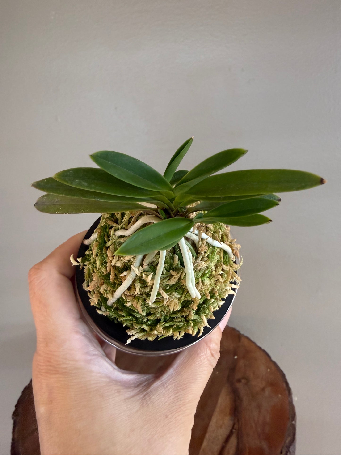 Neofinetia falcata Hwangok 黃玉