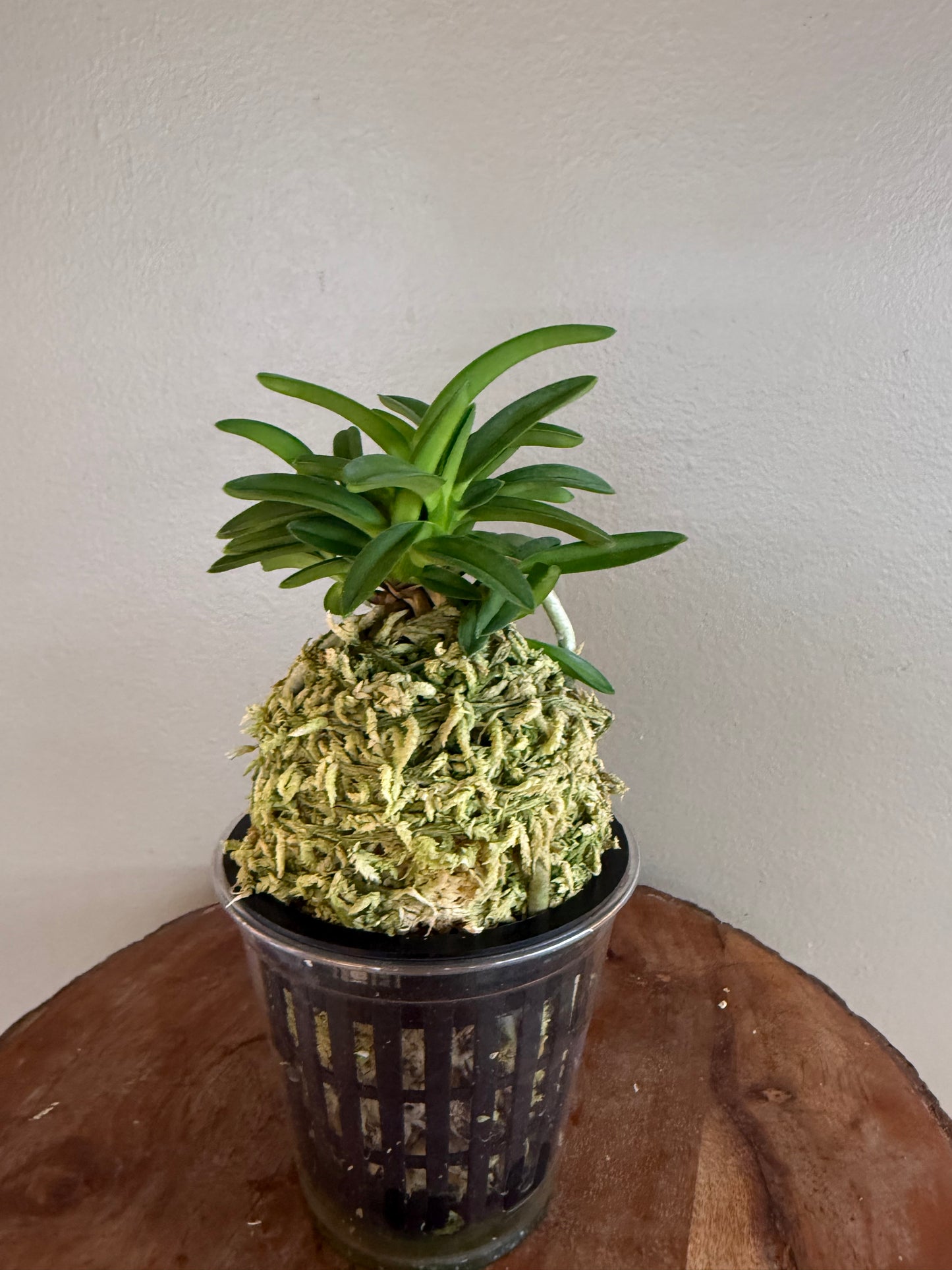 Neofinetia falcata Seidai 聖代