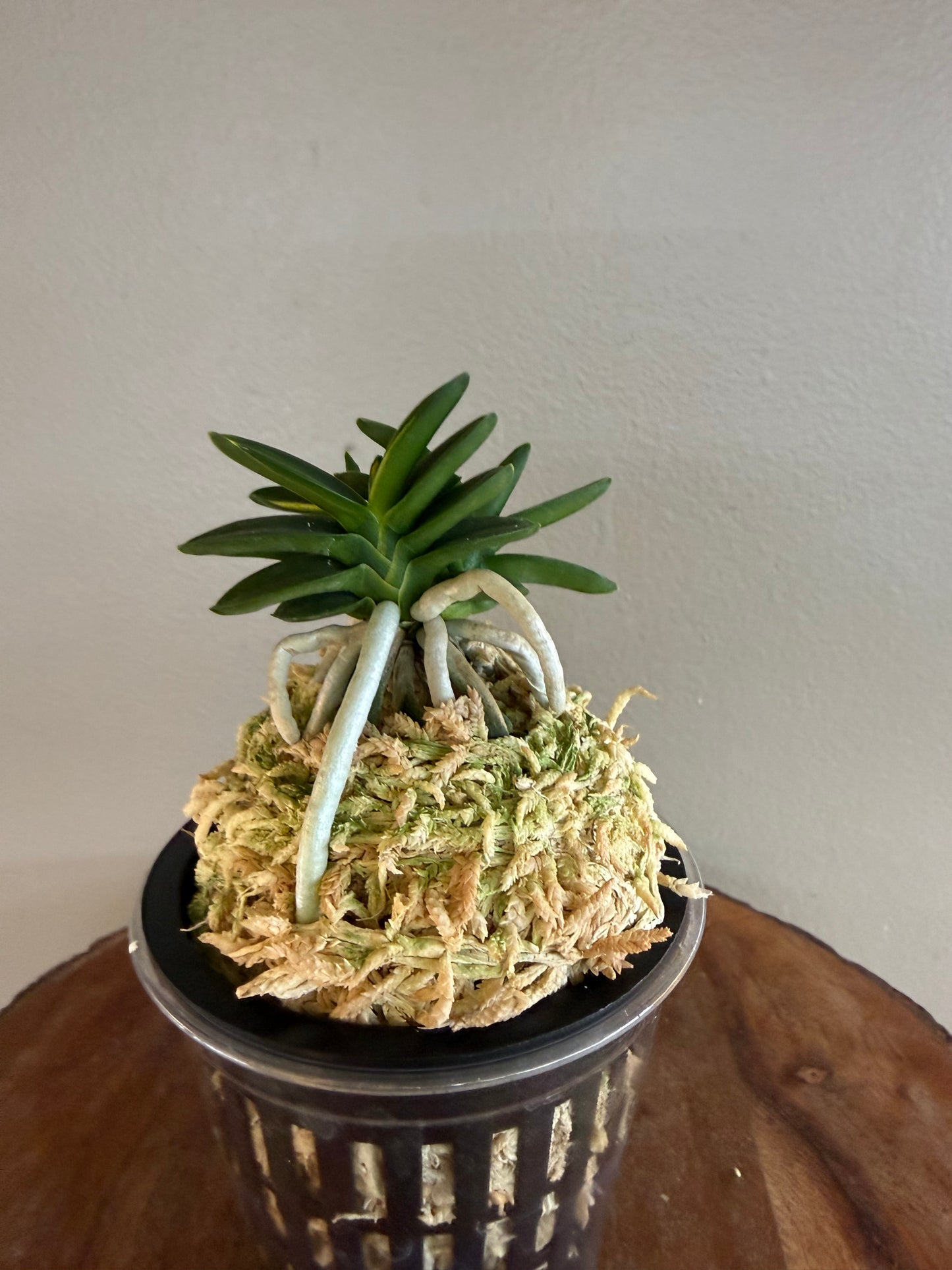 Neofinetia falcata Chwiwol 翠月