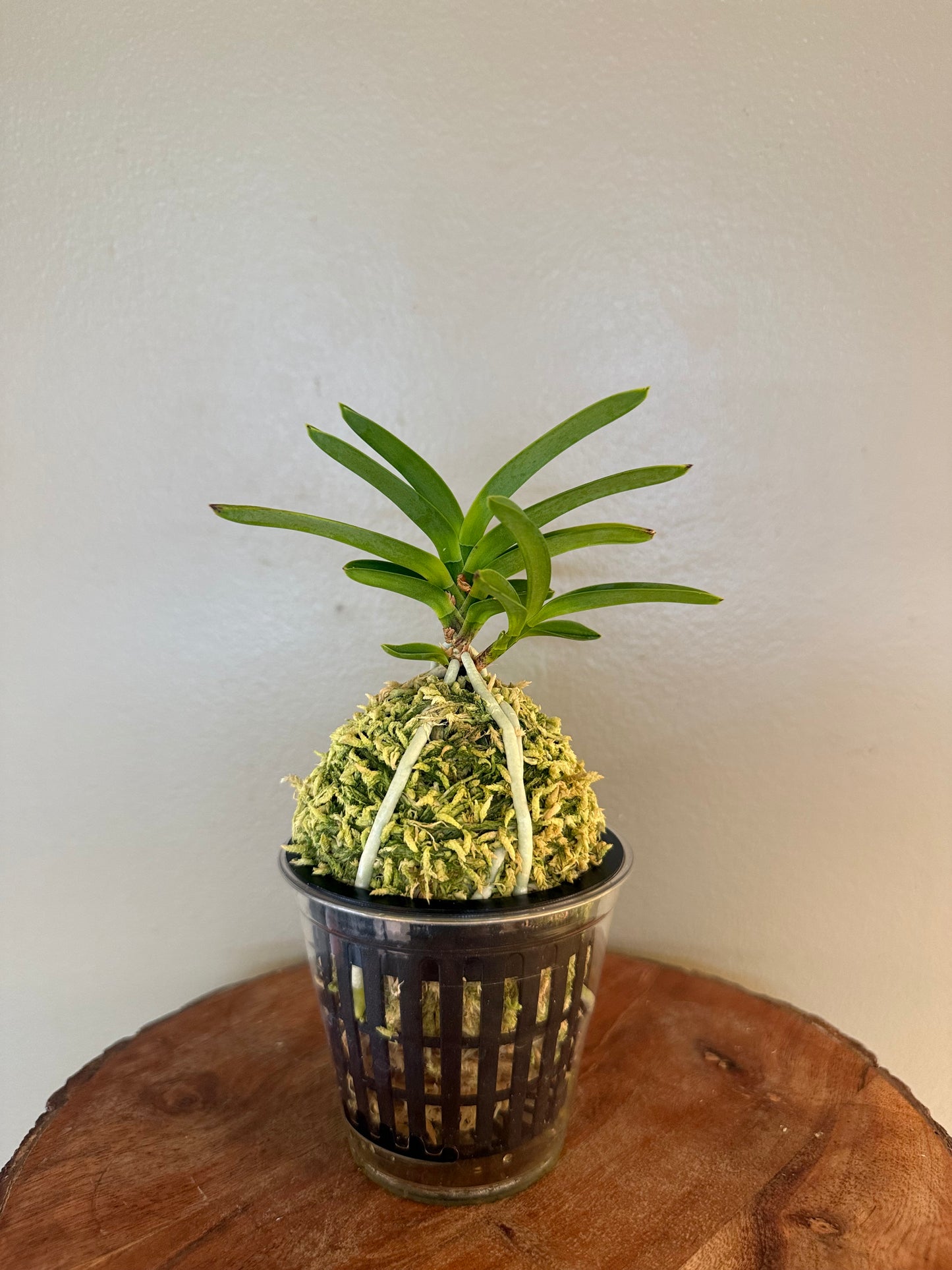Neofinetia falcata Hongsojeong 紅㗛頂