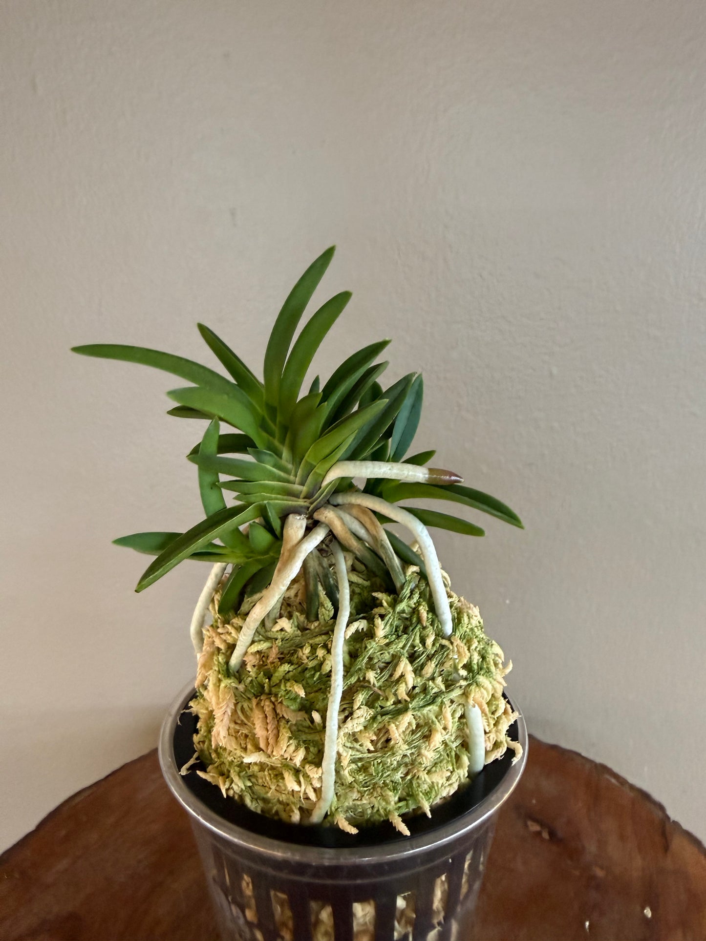 Neofinetia falcata Tensenrui 天蟾類
