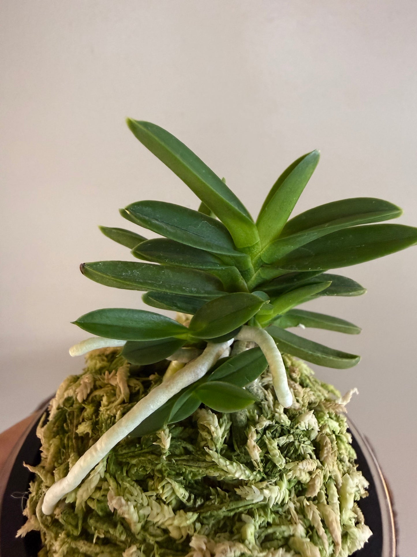 Neofinetia falcata Kirinmaru 麒麟丸