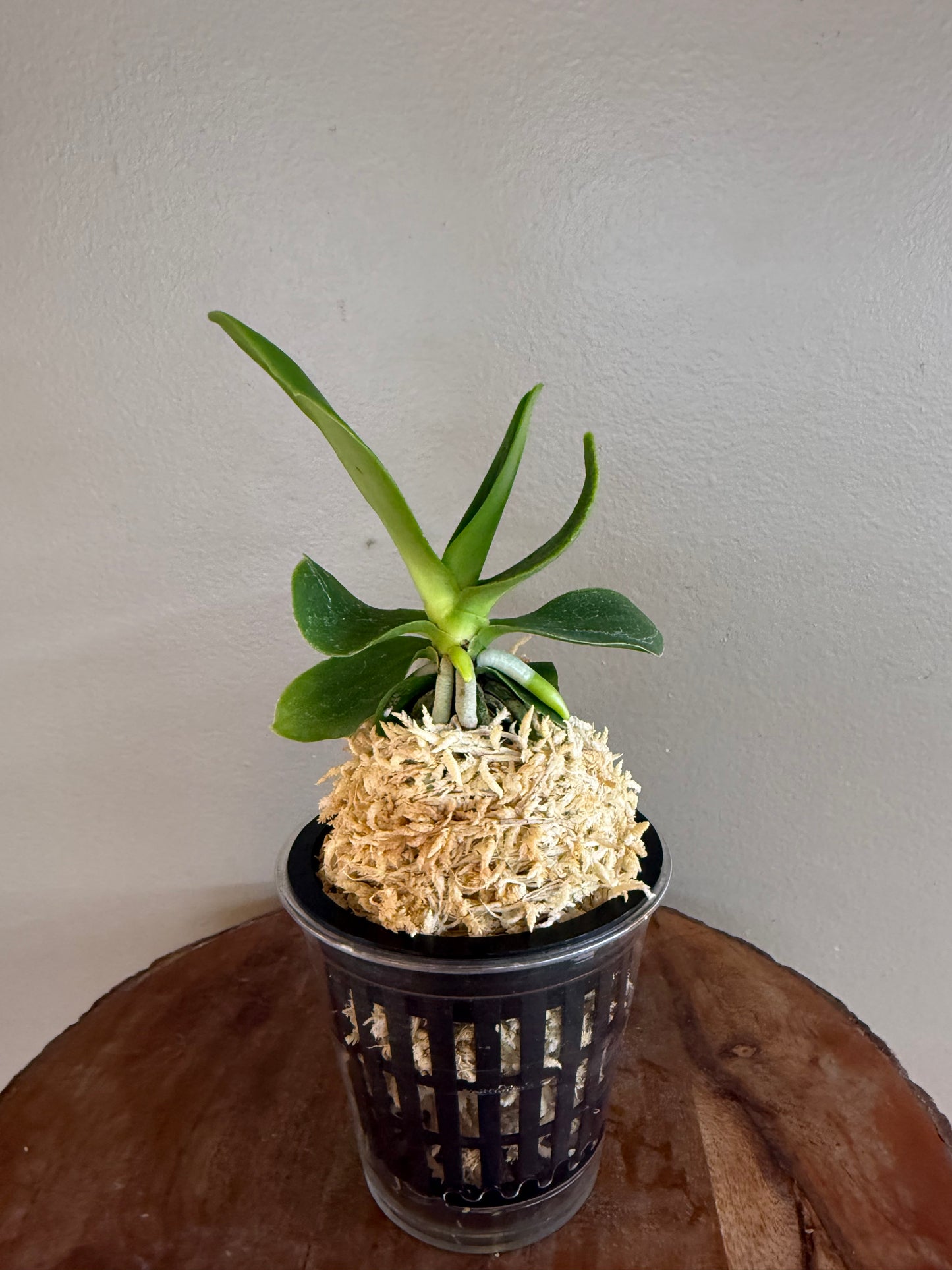 Sedirea japonica NAGORAN 名護蘭
