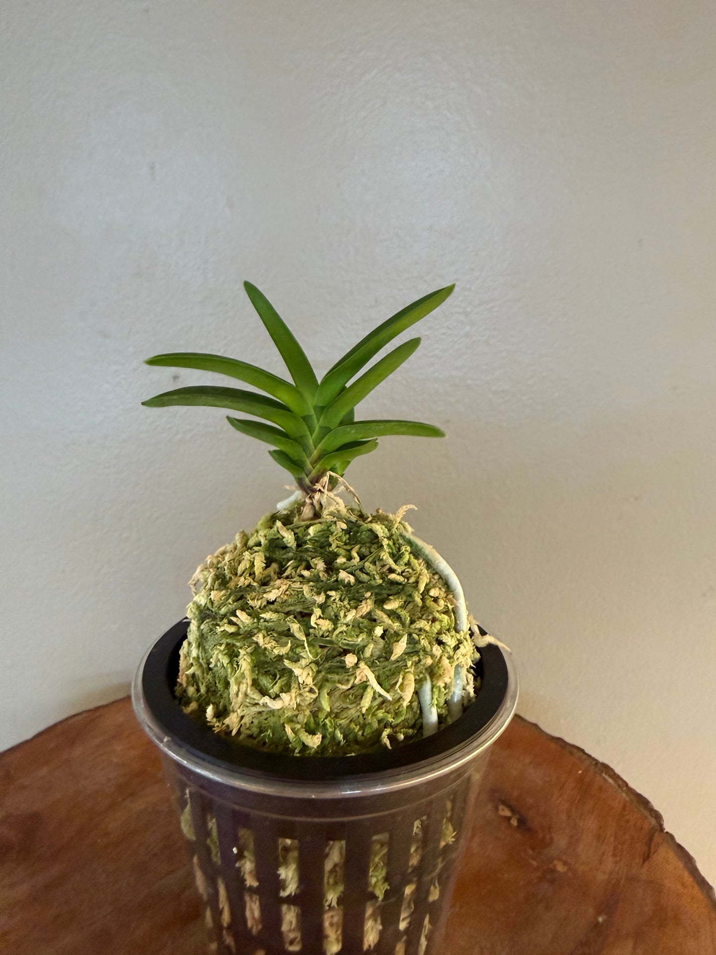 Neofinetia falcata Buyong 芙蓉