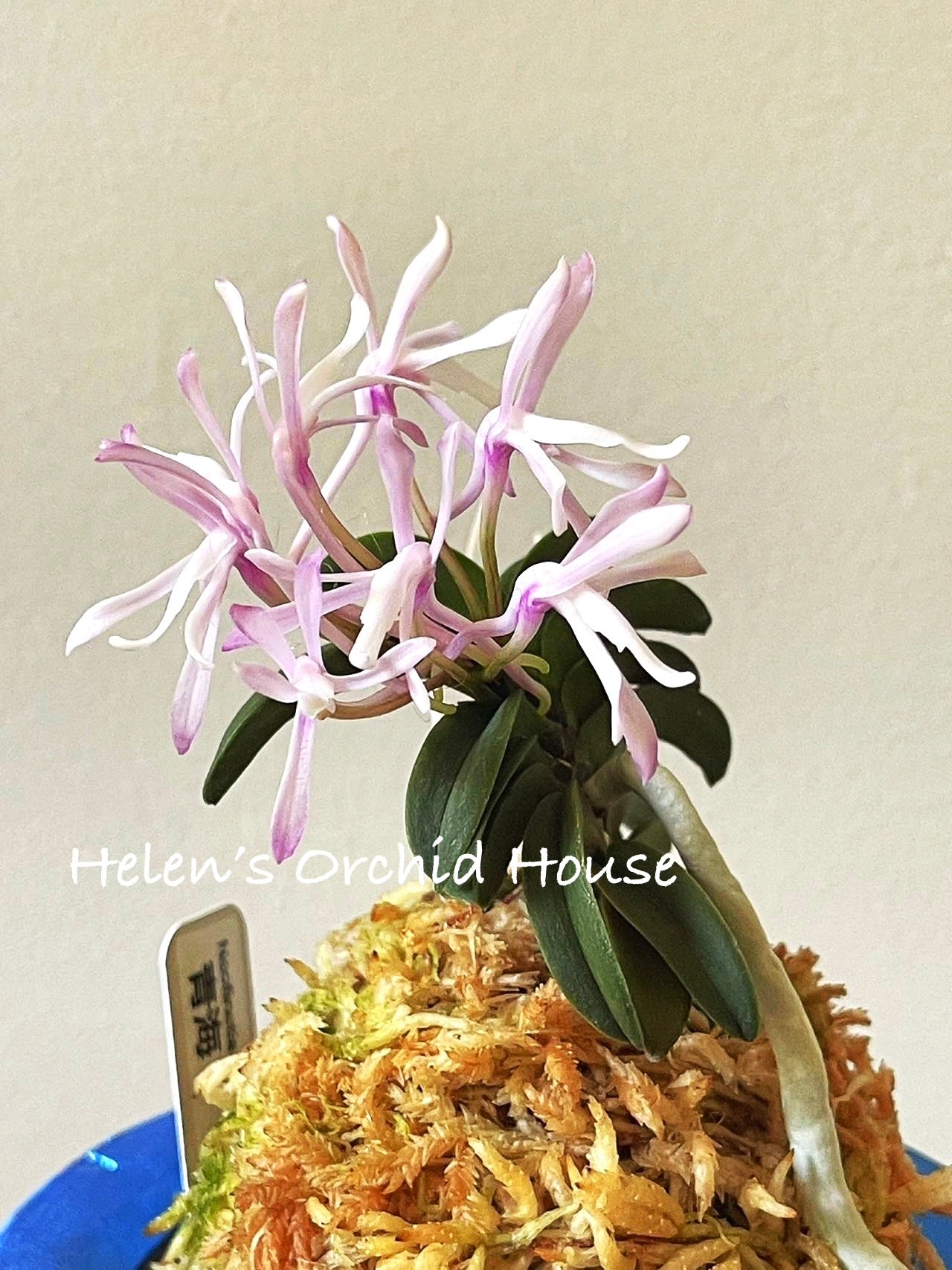 Neofinetia falcata Seikai 青海