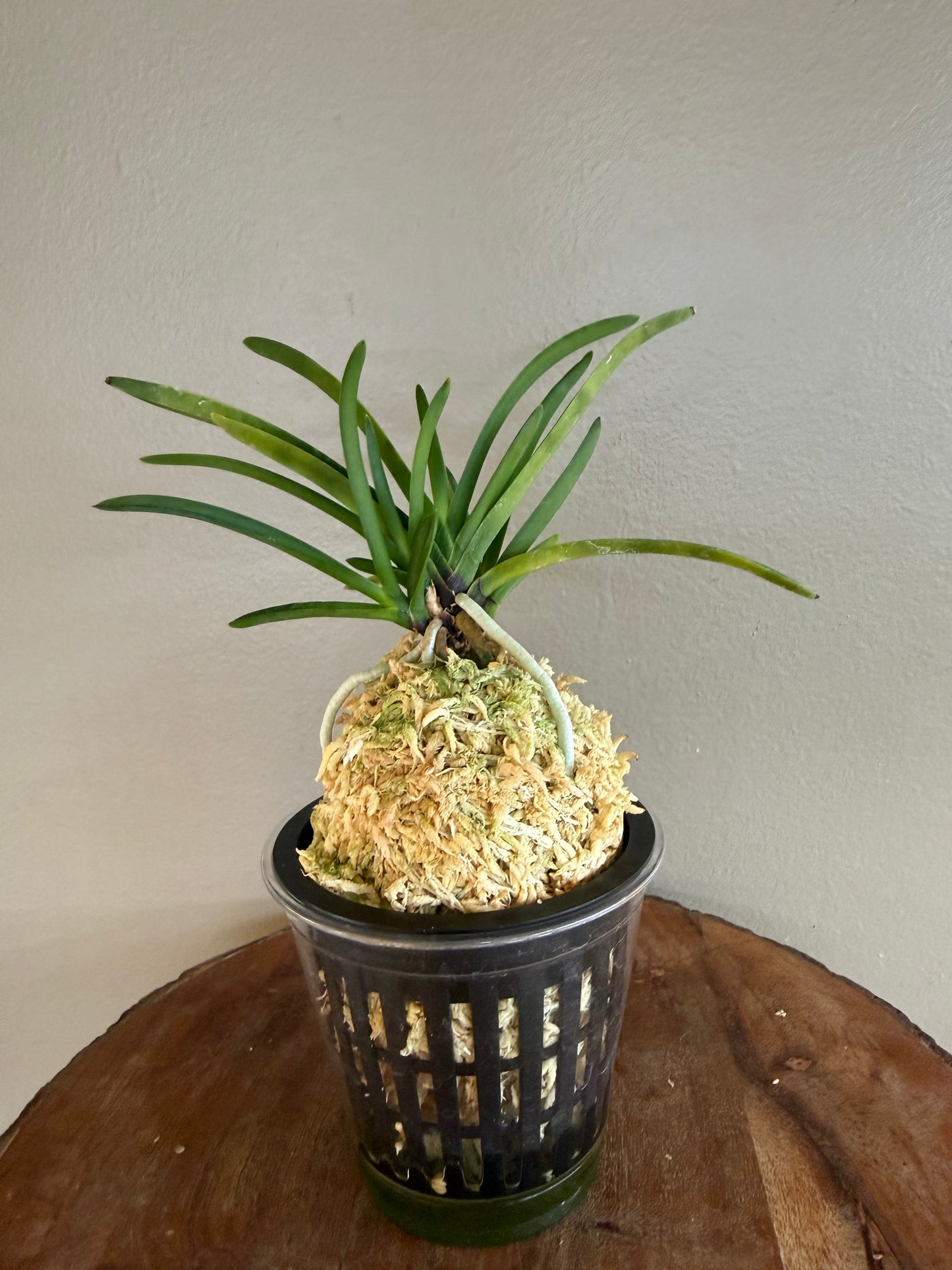 Neofinetia falcata Shutenno 朱天王