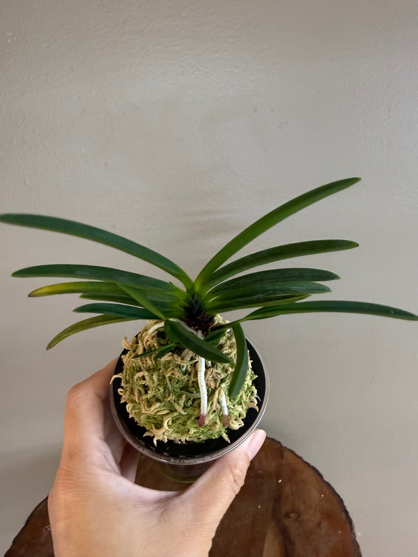 Neofinetia falcata Hanakanzashi 花簪