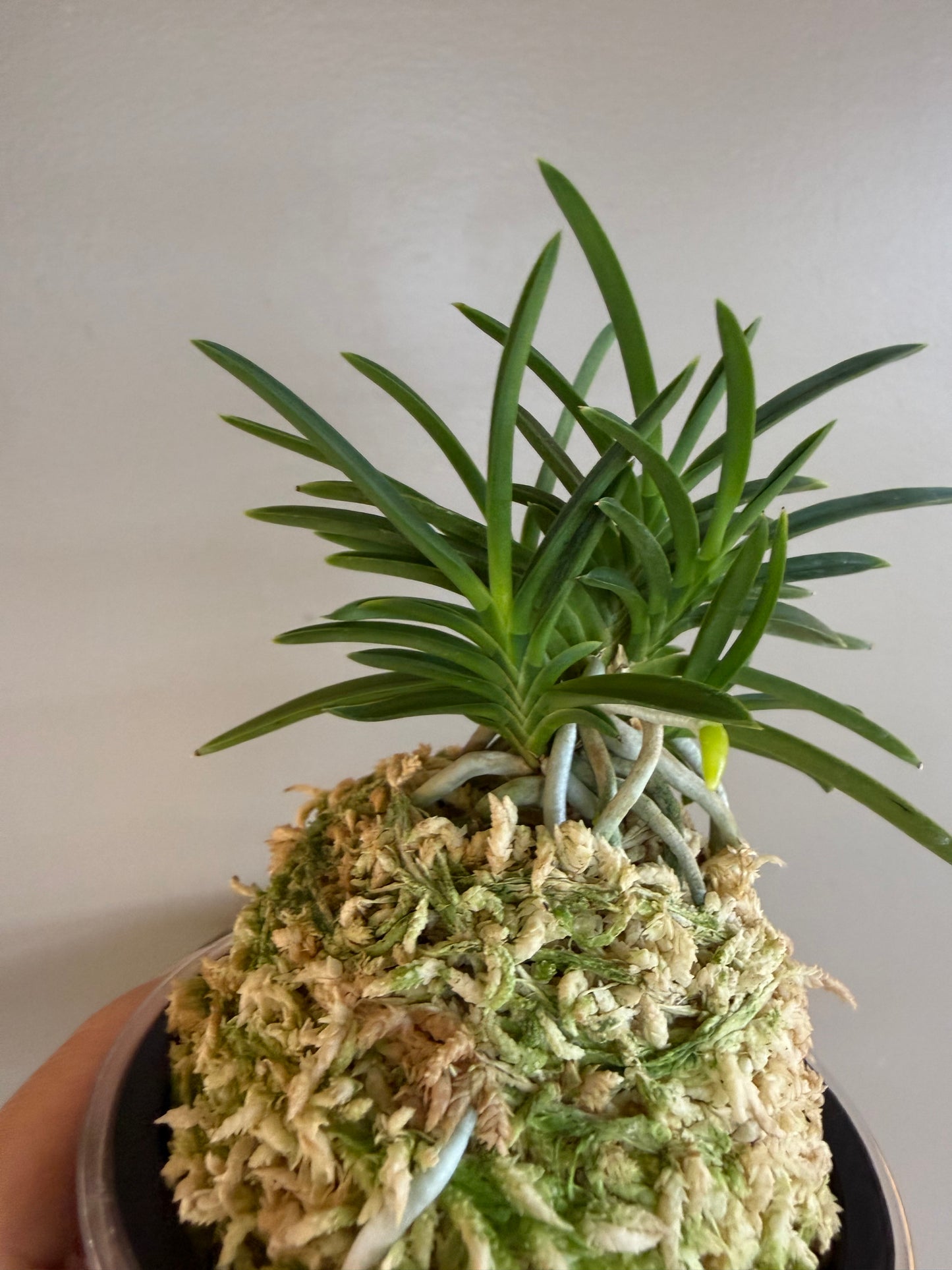 Neofinetia falcata Aojiku Yoroidoshi 青軸鎧通
