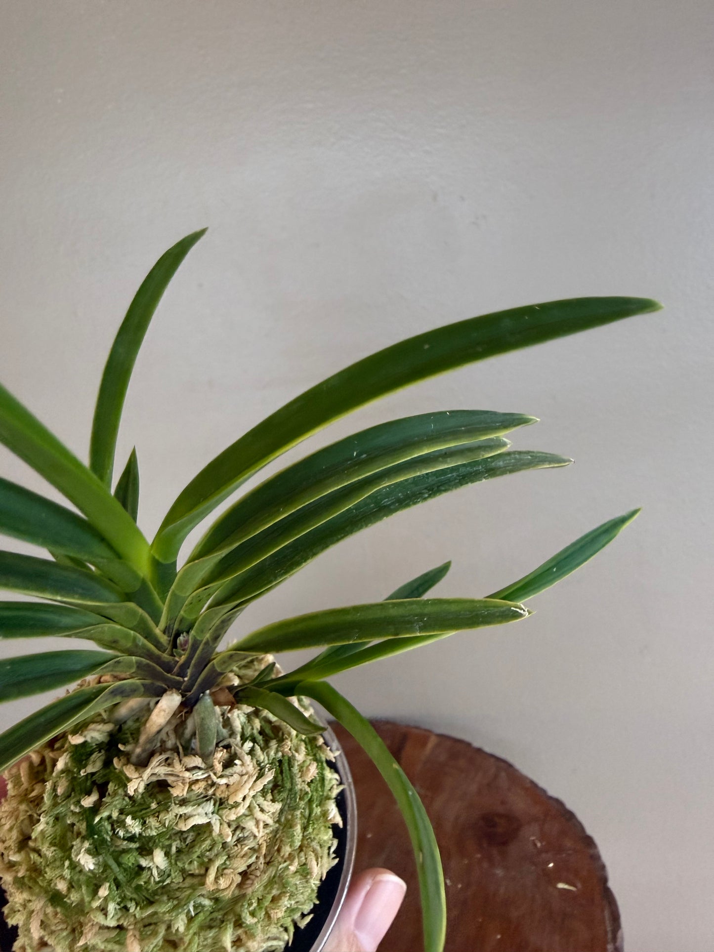 Neofinetia falcata Gahouden 雅宝殿