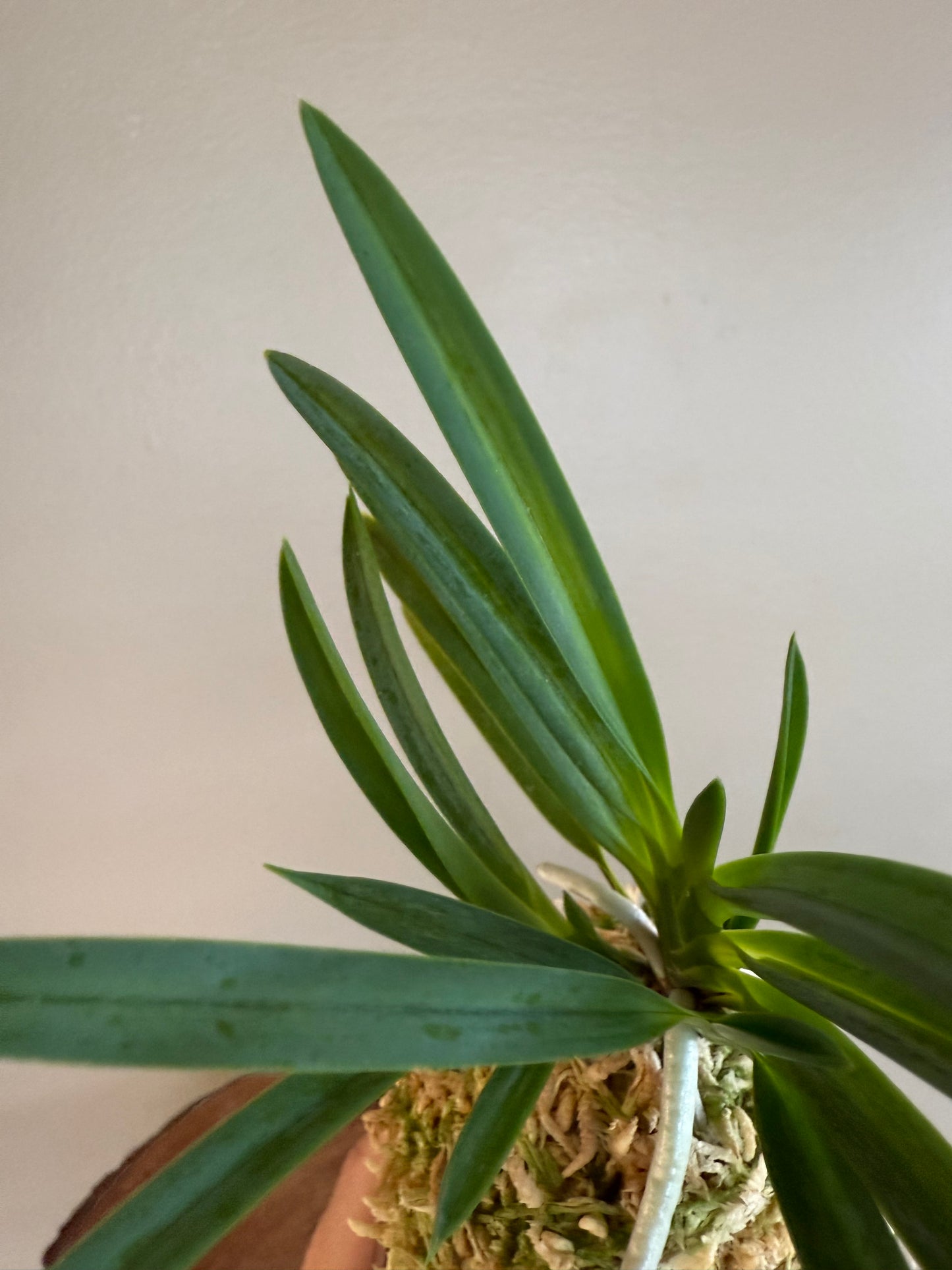 Neofinetia falcata Unhak (Unkaku) 雲鶴