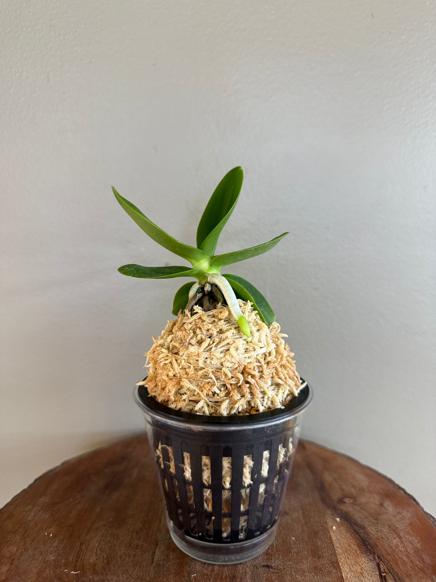 Sedirea japonica NAGORAN 名護蘭