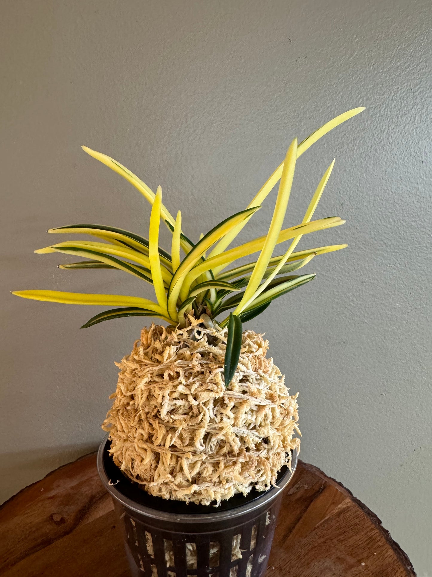 Neofinetia falcata Gojo Nakafu 御城中班